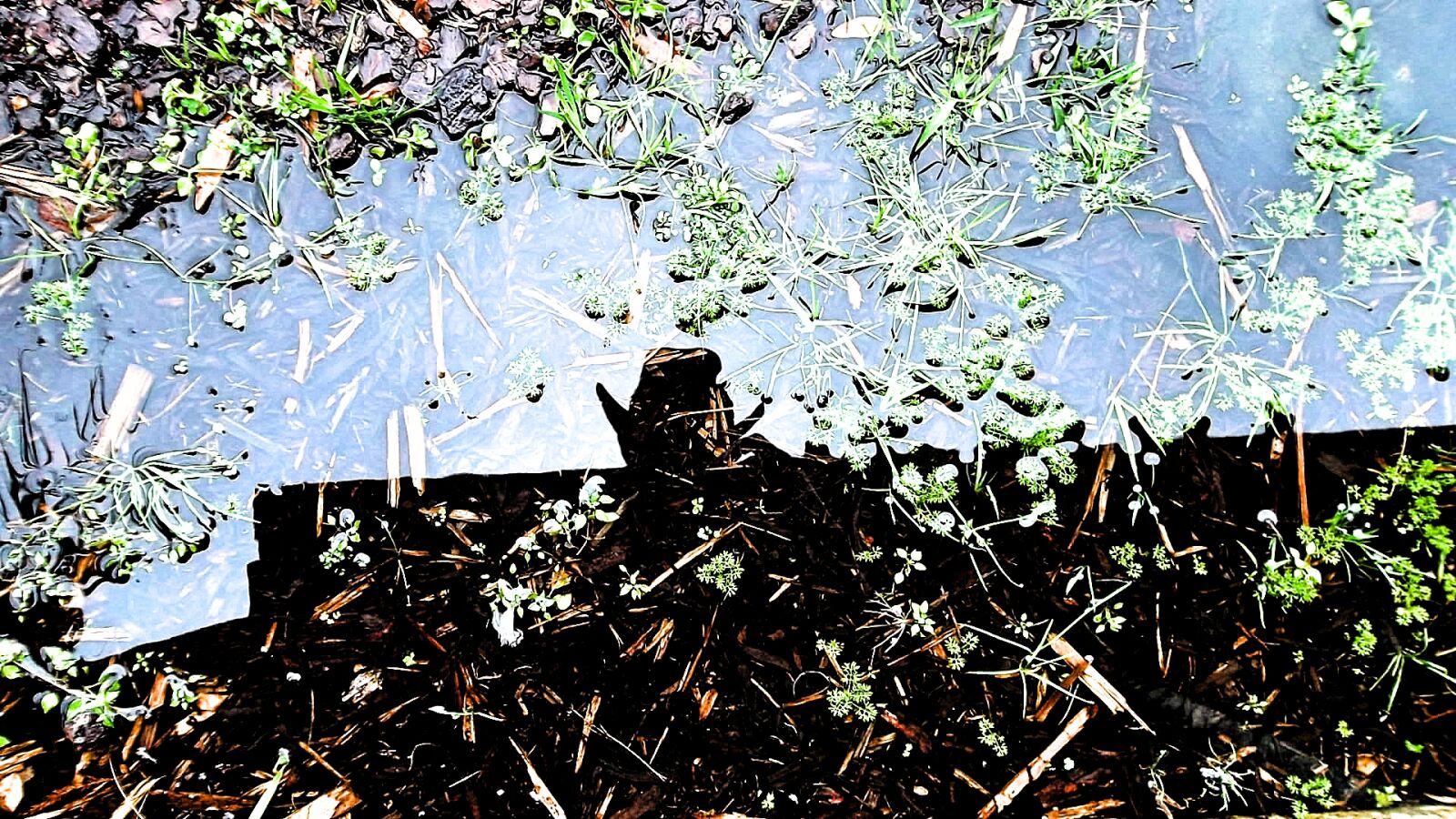 Samsung ST65 sample photo. Cowboy, hat, green, puddle photography