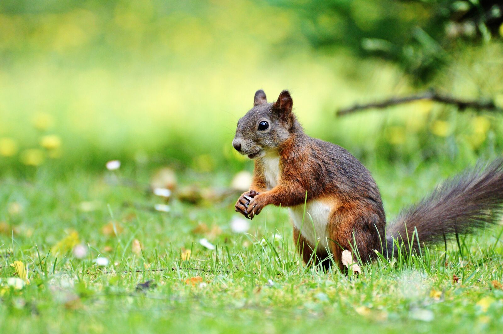 Nikon D3200 sample photo. Squirrel, nager, rodent photography