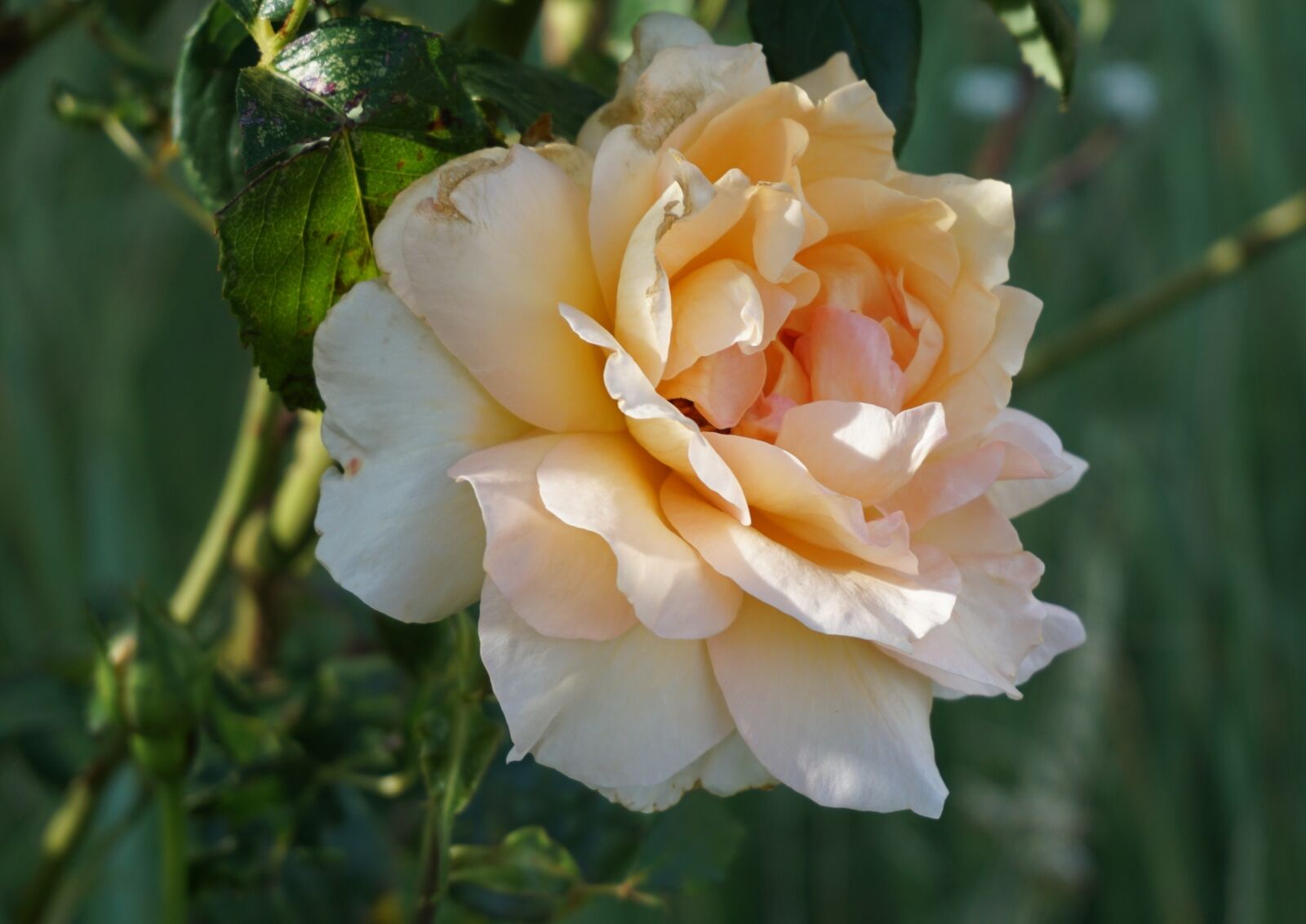 Sony a6000 sample photo. Rose, blossom, bloom photography