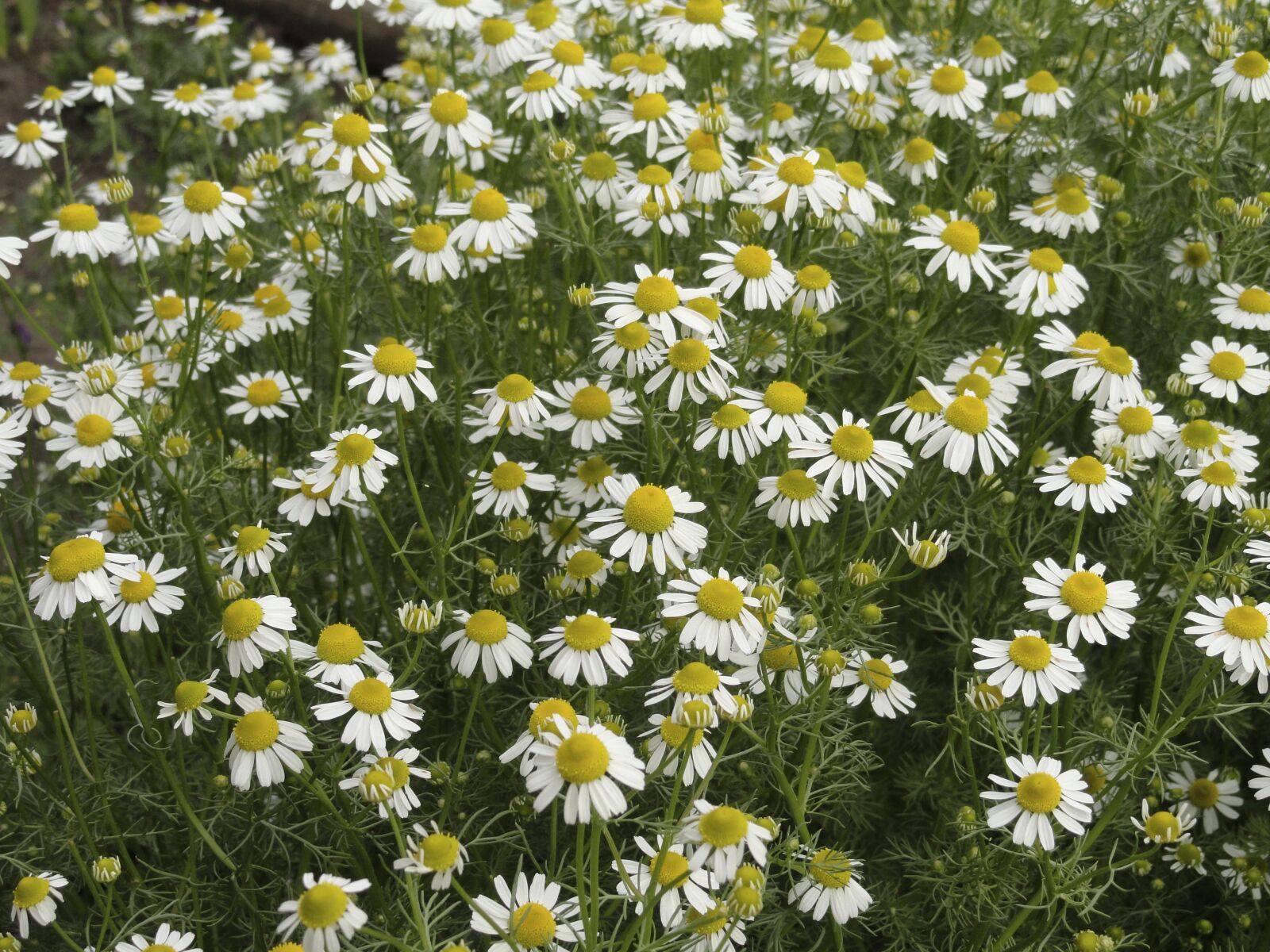 Sony Cyber-shot DSC-H55 sample photo. Flower, chamomile, field photography