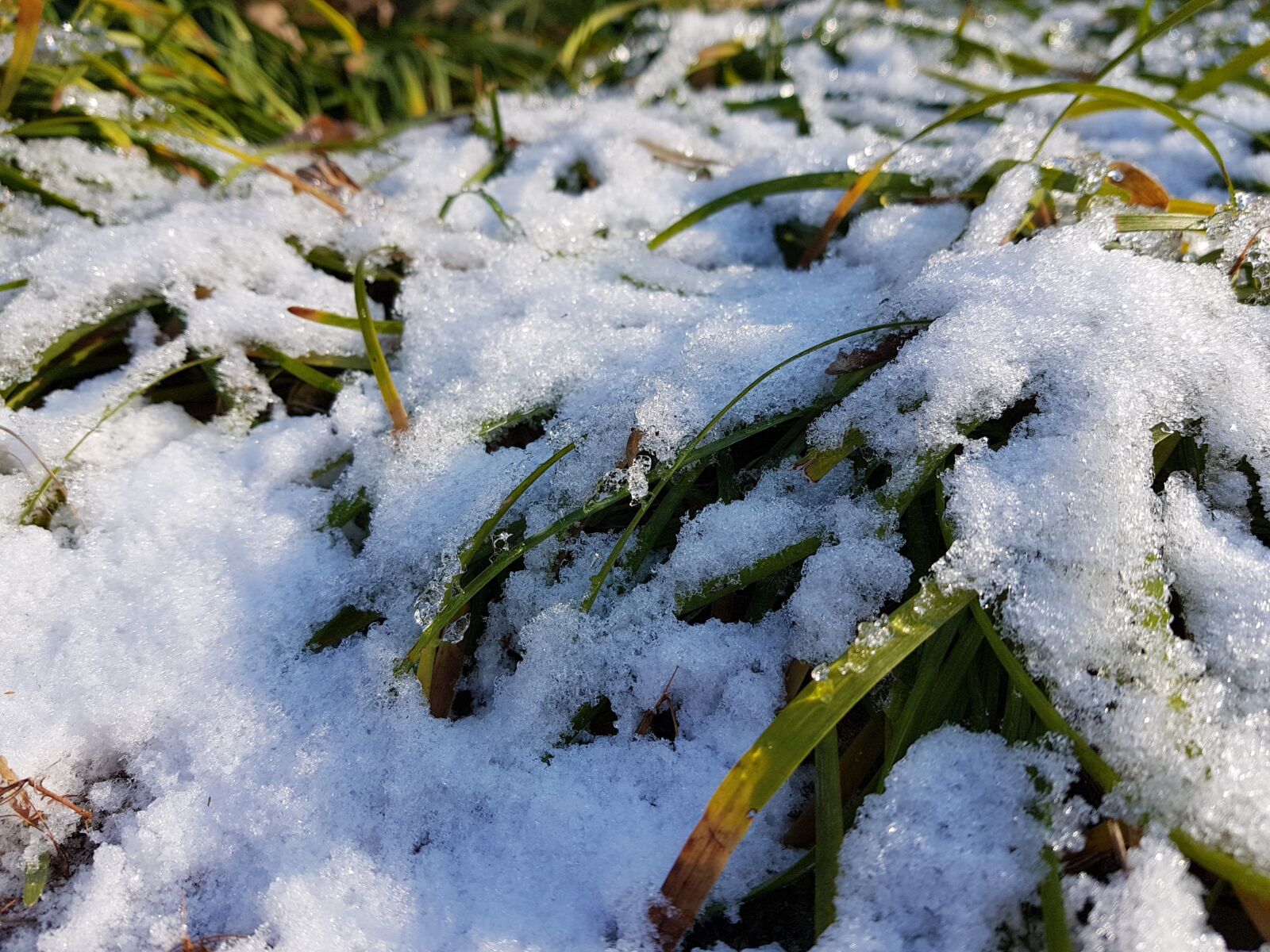 Samsung SM-G955F sample photo. Snow, grass, neck photography