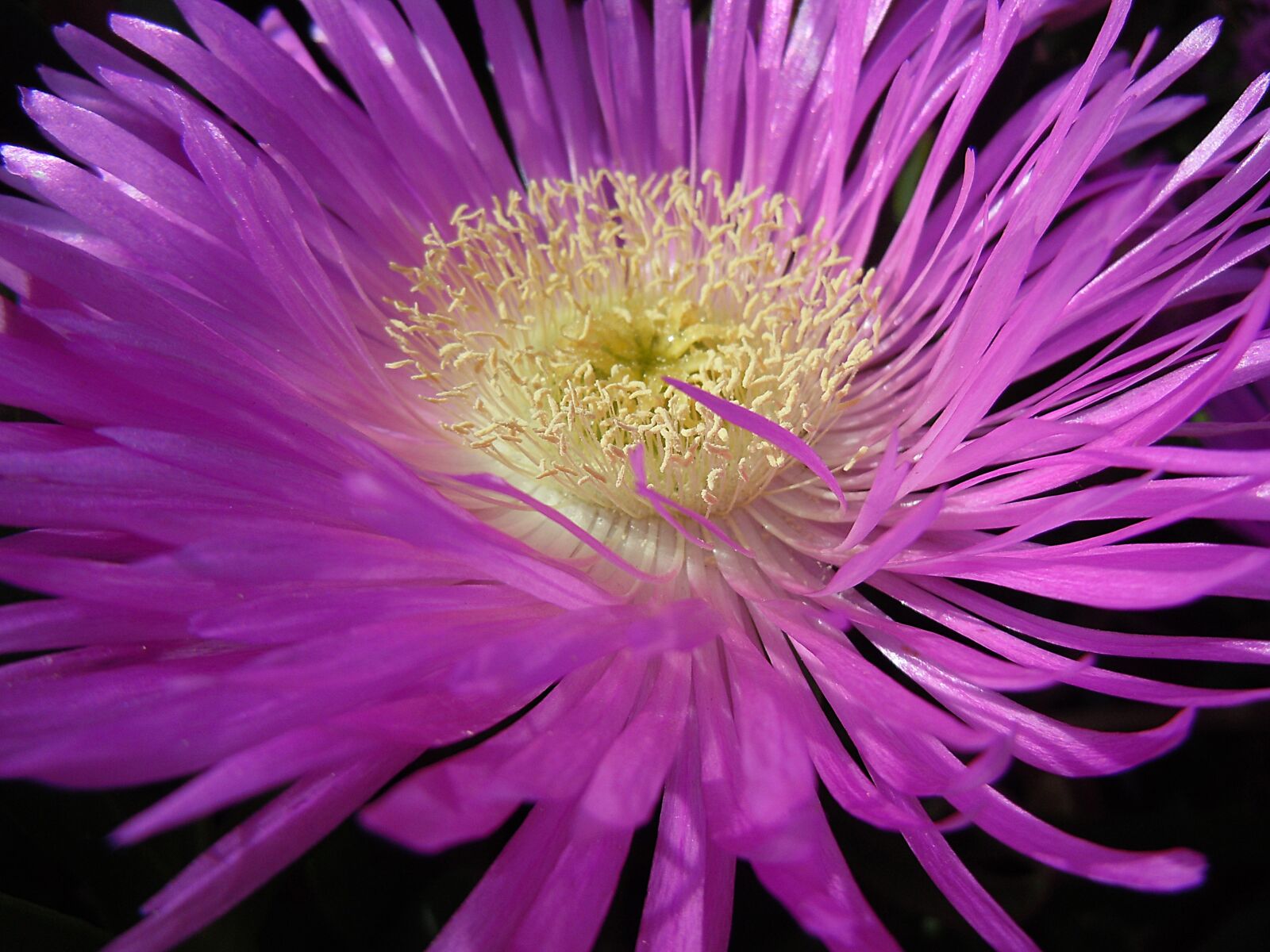 Nikon Coolpix S8000 sample photo. Flower, pollen, nature photography