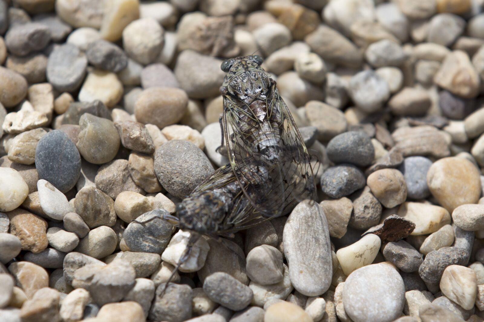 Canon EOS 6D sample photo. Cicadas, provence, insect photography