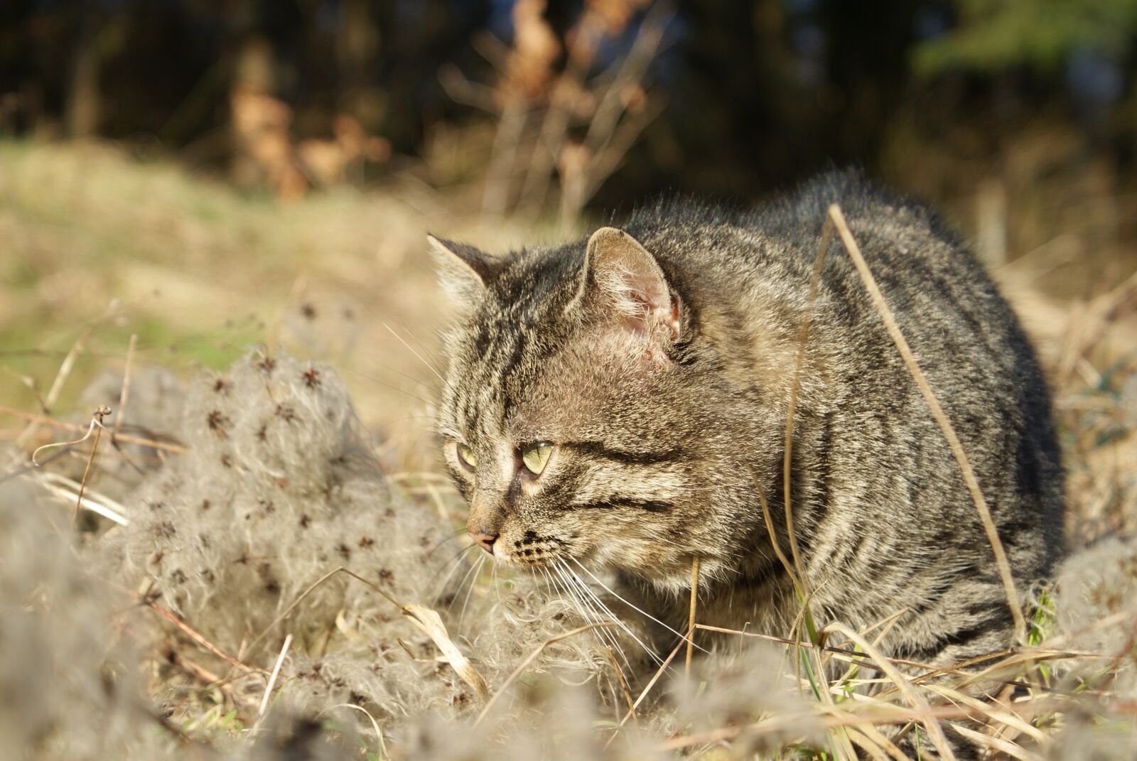 Sony Alpha DSLR-A200 sample photo. Cat, hunter, feline photography
