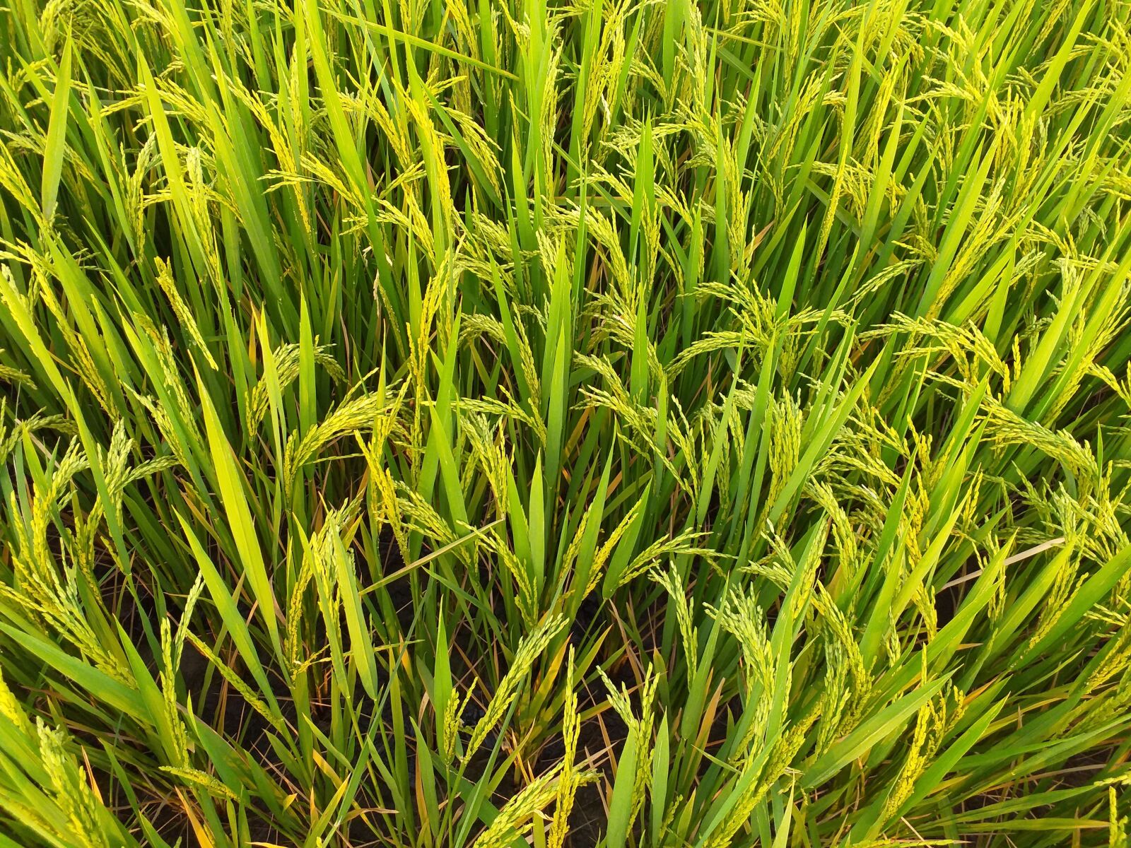 Samsung Galaxy J6+ sample photo. Paddy, farm, rice photography