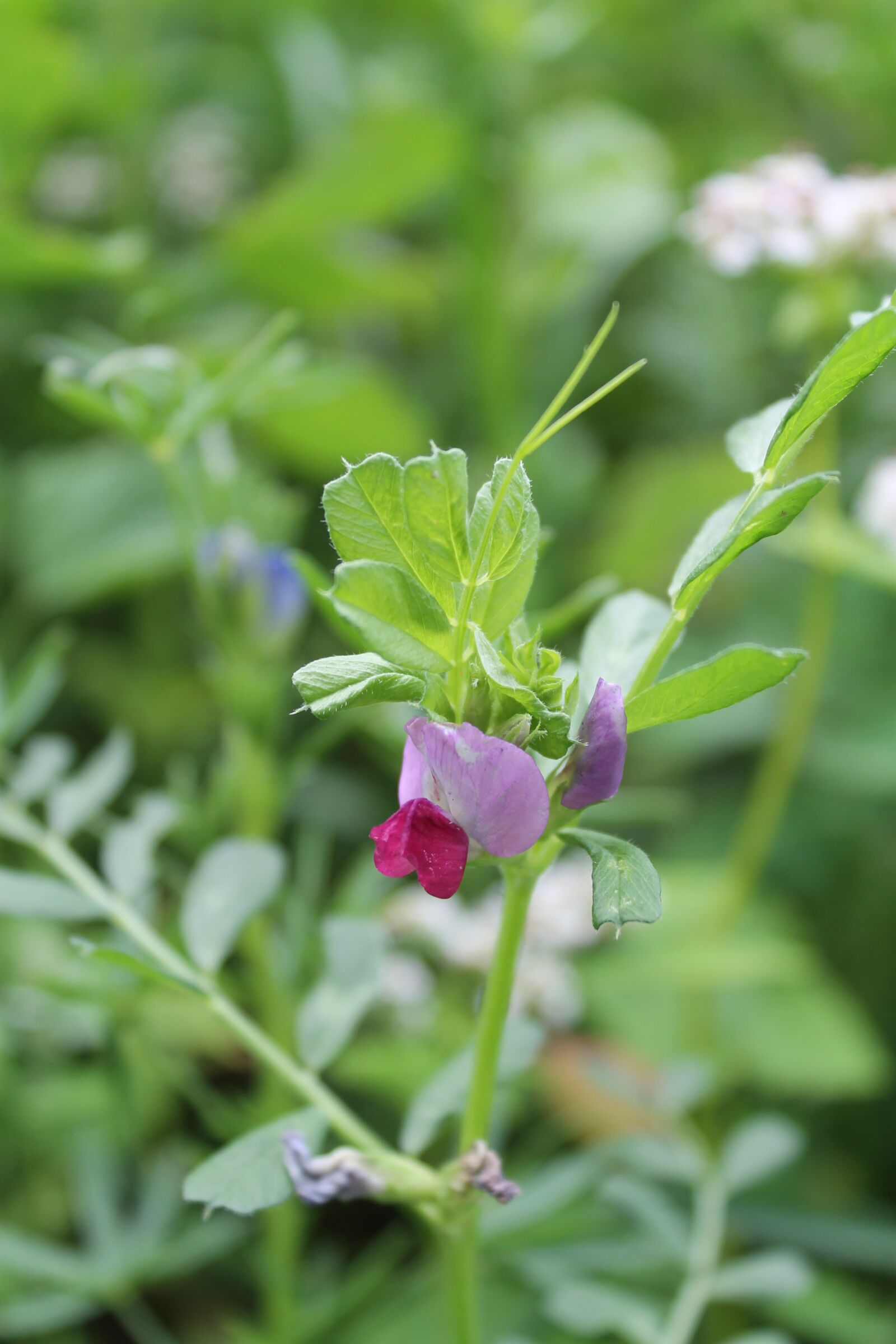 Canon EOS 1100D (EOS Rebel T3 / EOS Kiss X50) sample photo. Wild flower, blossom, bloom photography