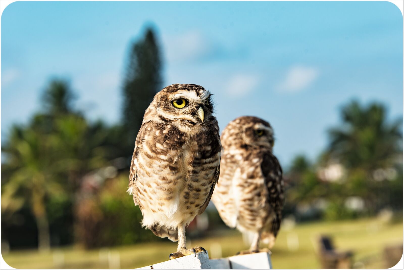 Nikon D750 sample photo. Bird, nature, look photography