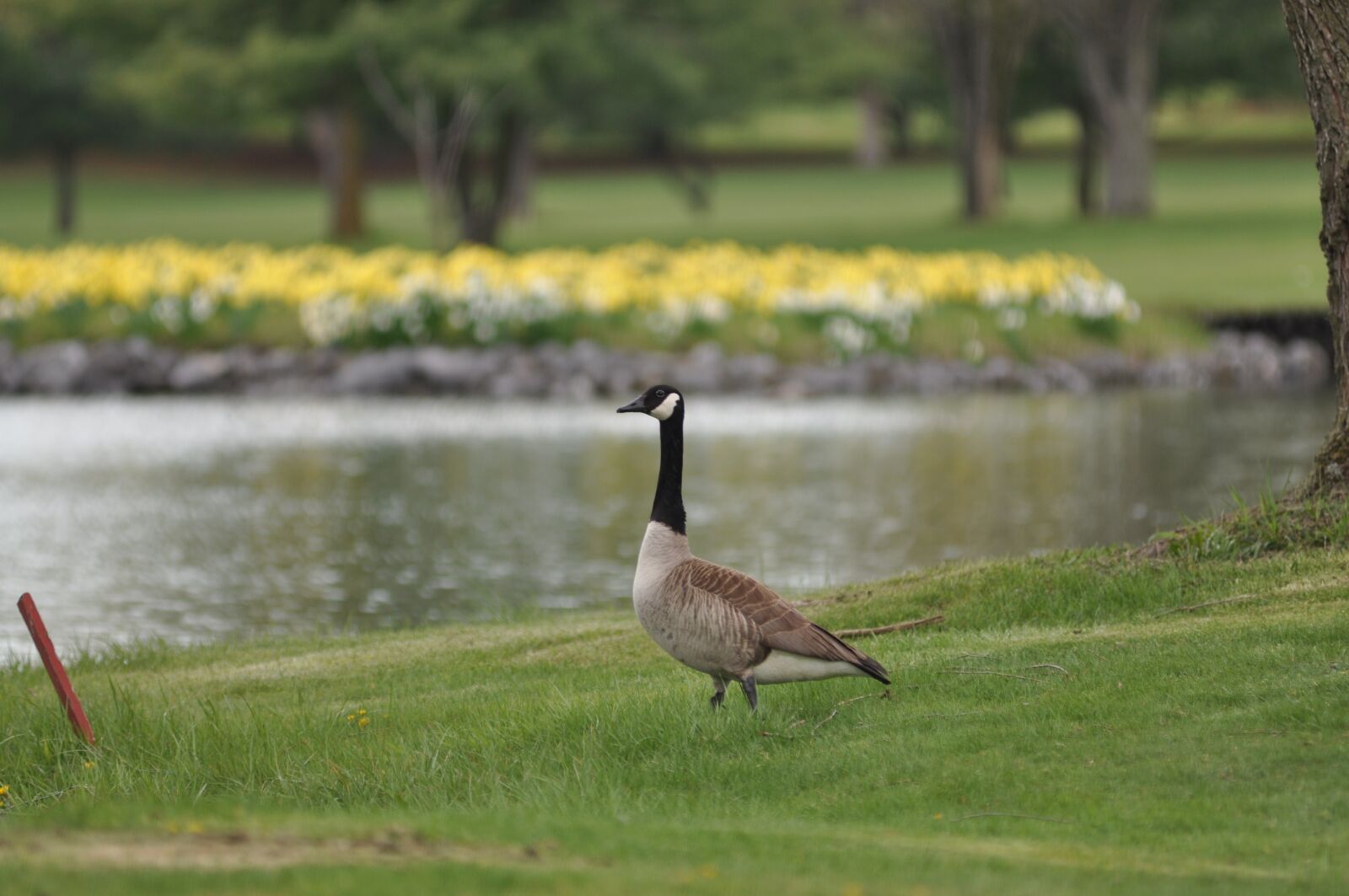 Nikon D90 sample photo. Mallard, duck, nature photography