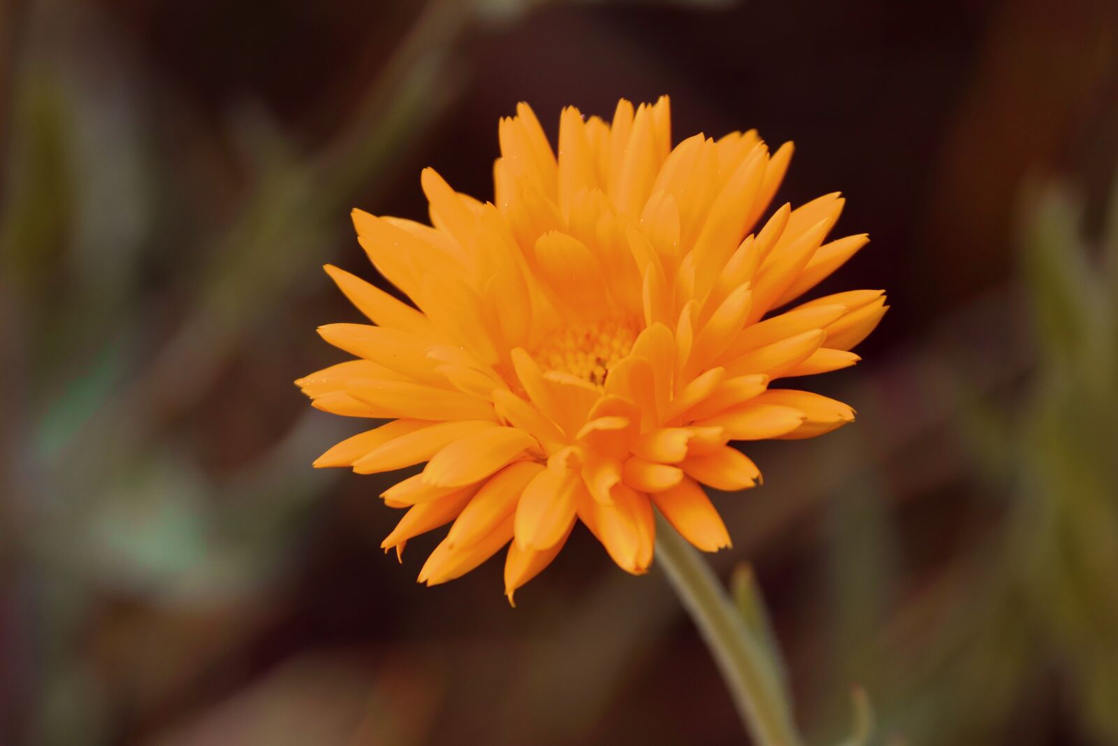 Canon EOS 200D (EOS Rebel SL2 / EOS Kiss X9) sample photo. Marigold, calendula suffruticosa, marigold photography