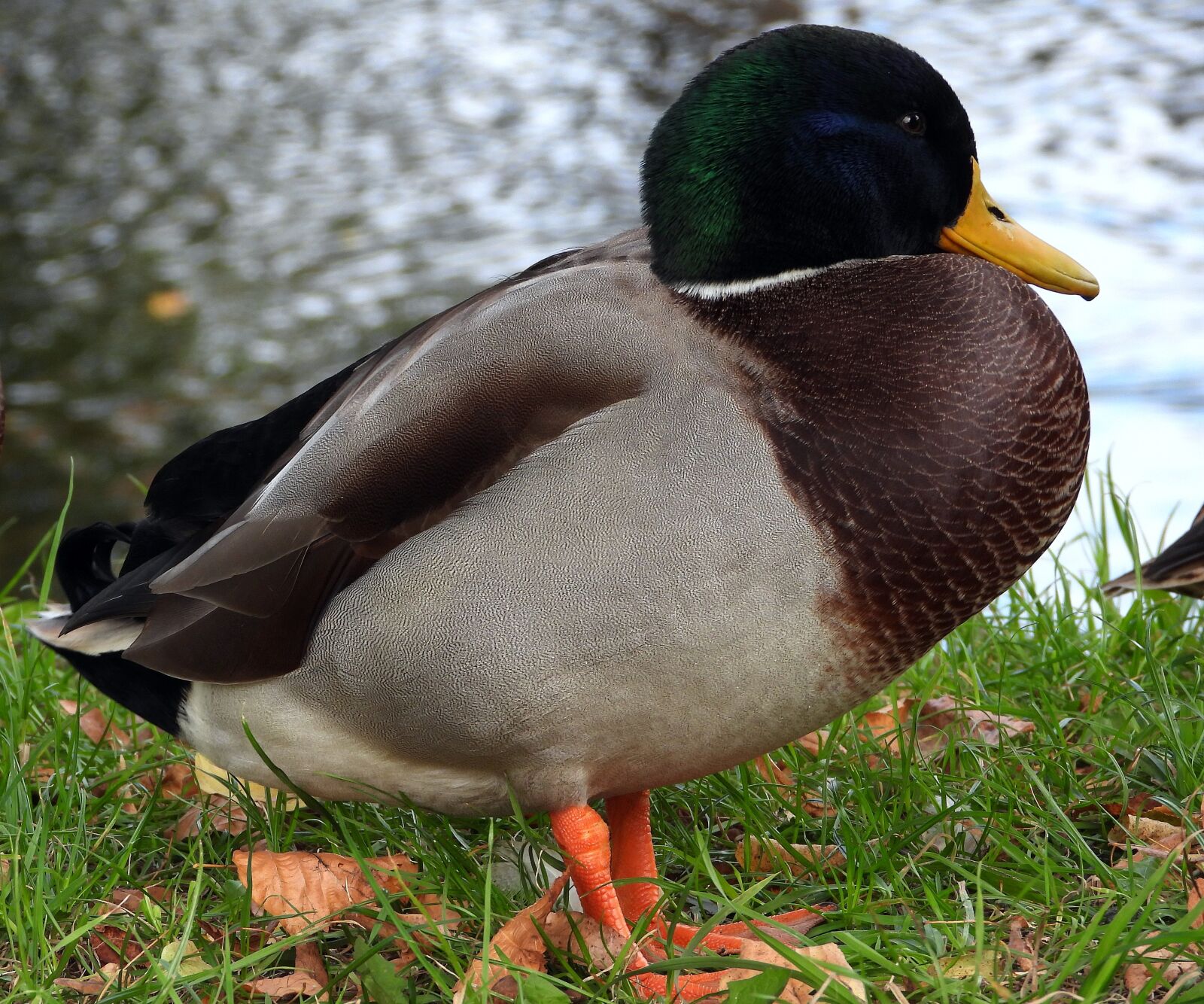 Nikon Coolpix P1000 sample photo. Duck, the wild duck photography