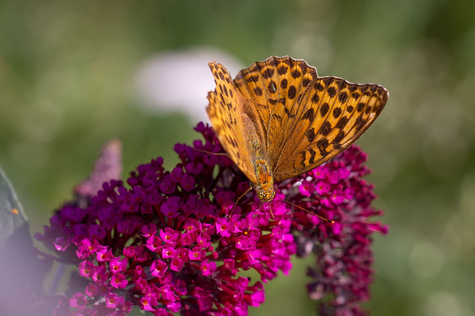 Nikon D7100 sample photo. Butterfly, fritillary, edelfalter photography