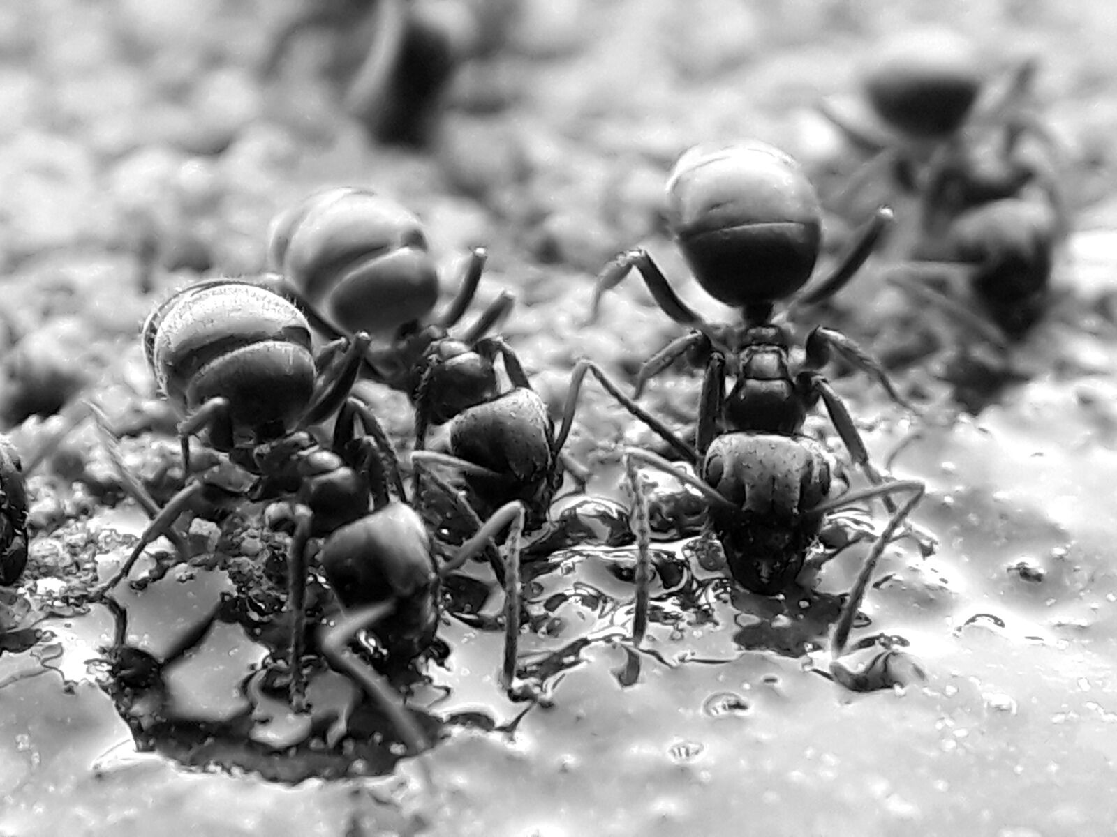 Samsung Galaxy A3(2017) sample photo. Ants, animals, insect photography