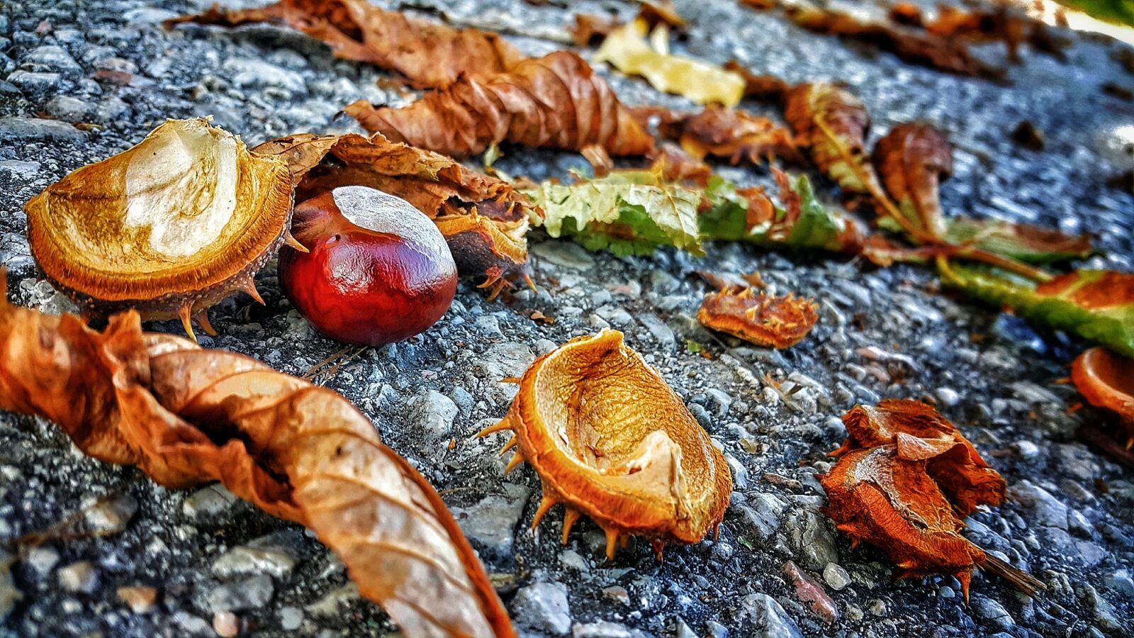 Samsung Galaxy Note4 sample photo. Autumn, leaves, chestnut photography