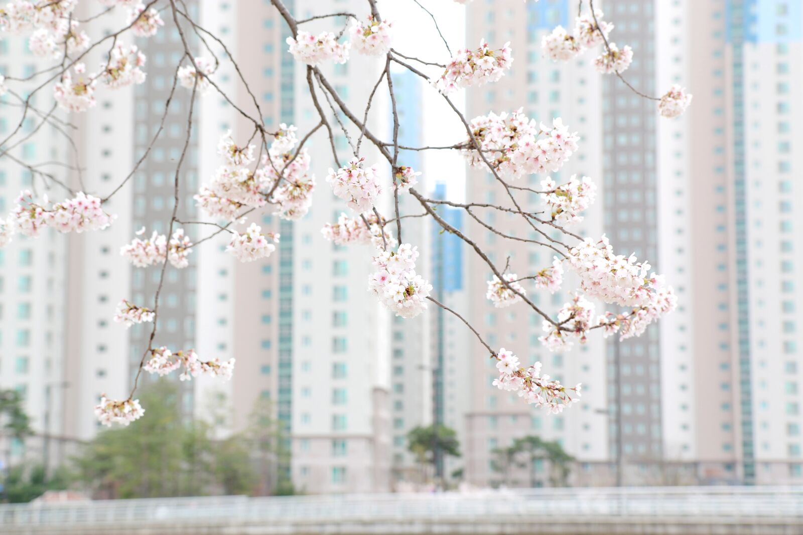 Canon EOS 70D + Sigma 12-24mm f/4.5-5.6 EX DG ASPHERICAL HSM + 1.4x sample photo. Flower, cherry blossom, spring photography