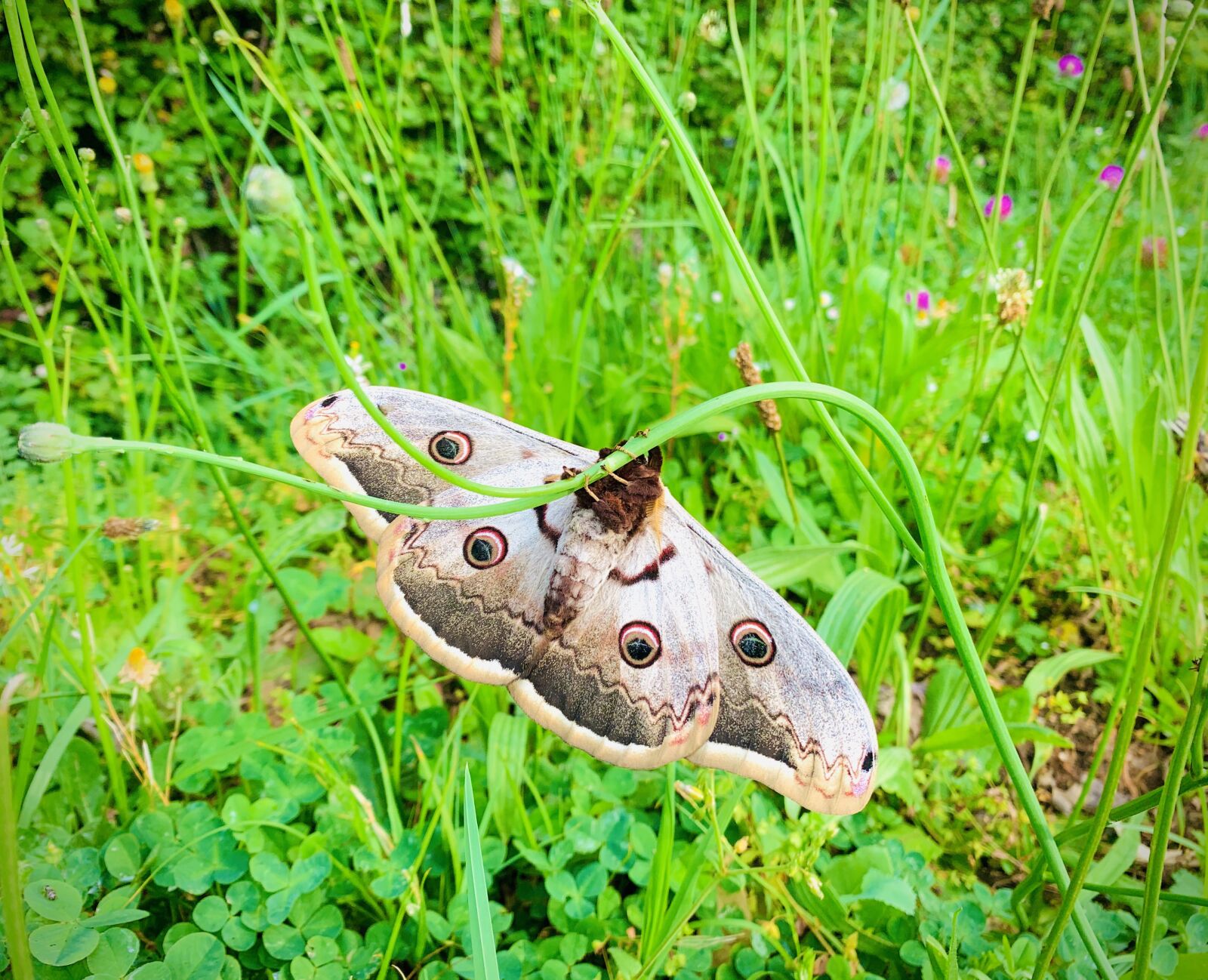 iPhone XS back dual camera 4.25mm f/1.8 sample photo. Papillon, verso, nature photography