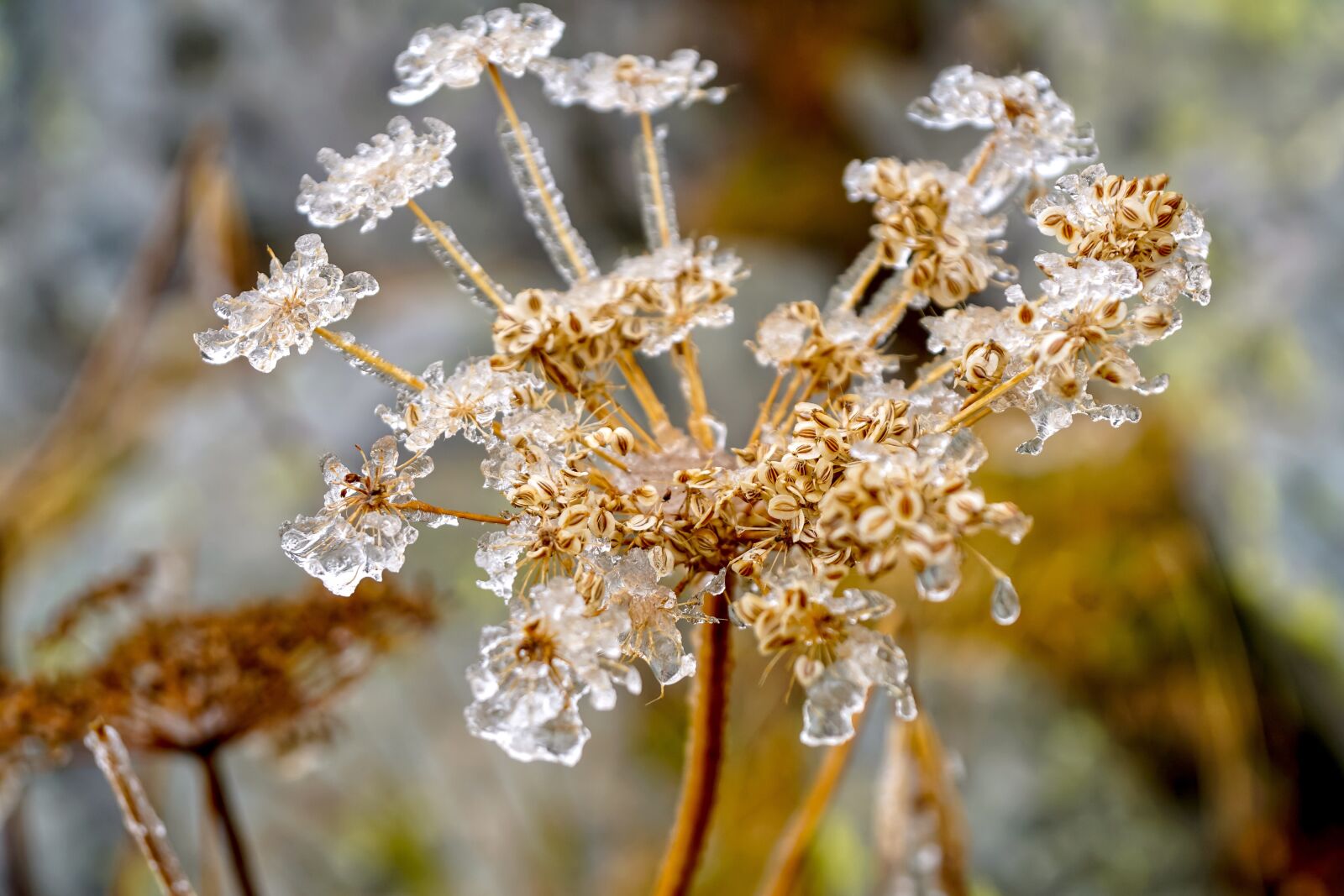 Sony DT 18-135mm F3.5-5.6 SAM sample photo. Meadow hogweed, seeds, frost photography