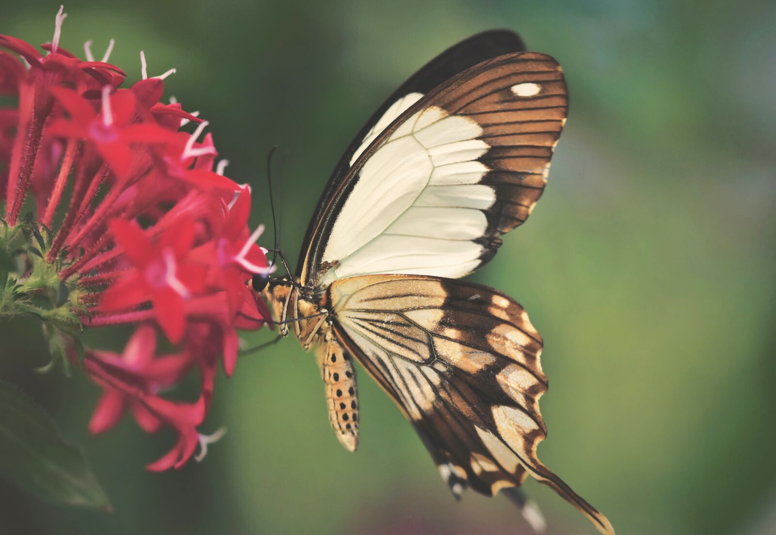 Nikon D7200 sample photo. Butterfly, tropical butterfly, exotic photography