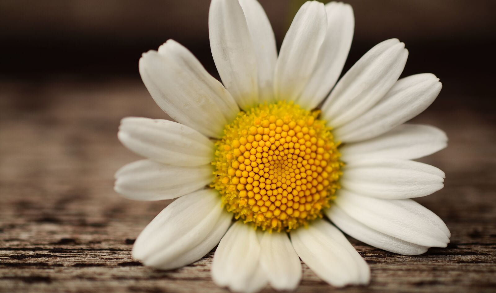 Nikon D5100 sample photo. Marguerite, blossom, bloom photography