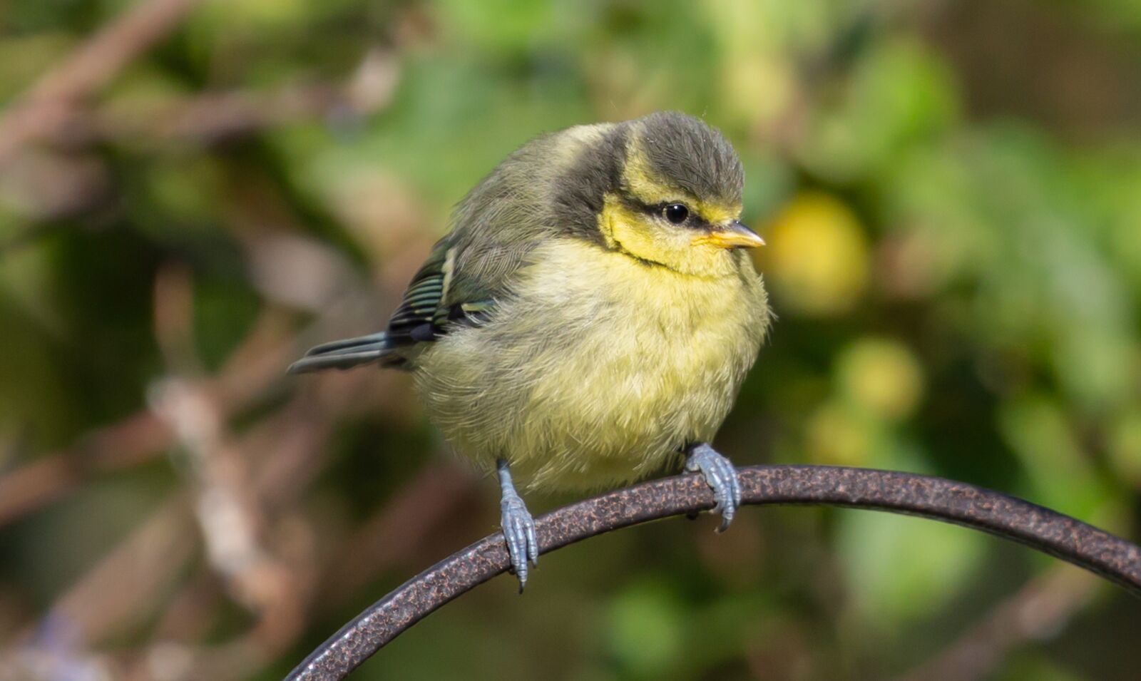 Canon EOS 5D Mark III sample photo. Fledgling blue tit, baby photography