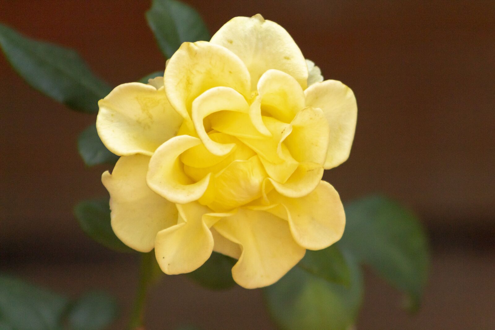 Canon EF75-300mm f/4-5.6 sample photo. Rose, tea rose, flower photography