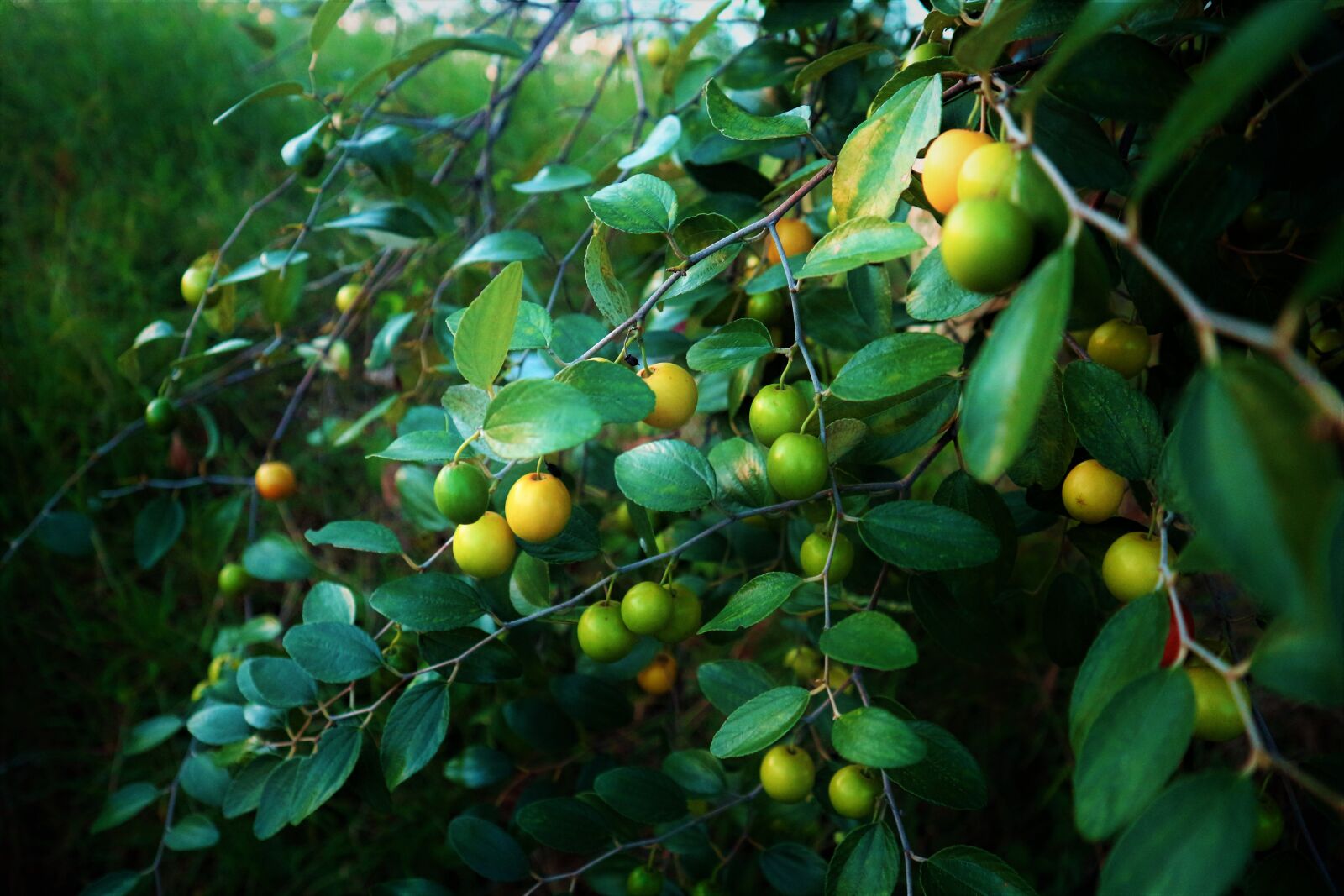 Canon EOS M10 sample photo. Fruit, gree, garden photography
