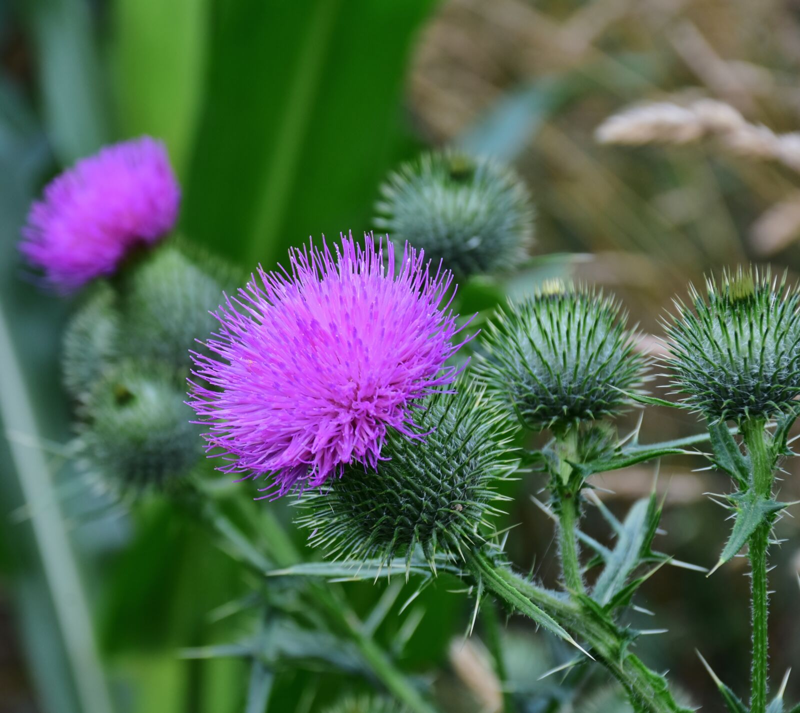 Nikon D7200 sample photo. Thistle, acker thistle, creeping photography