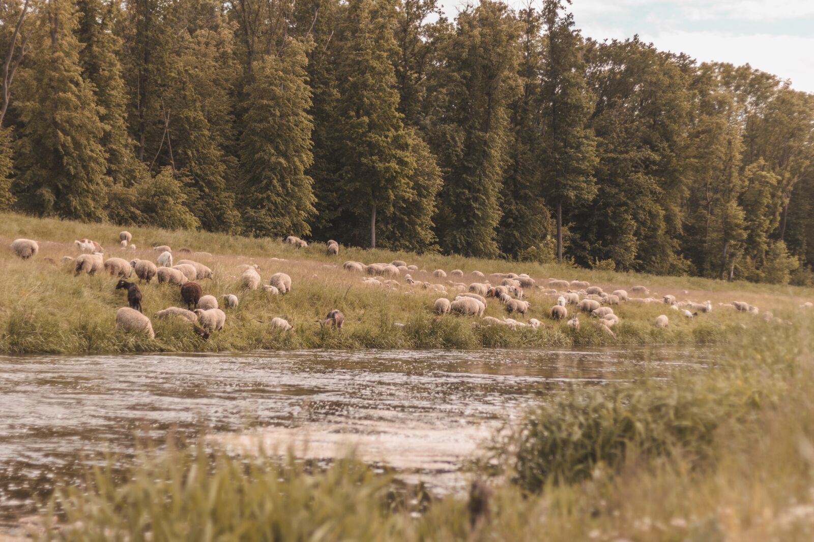 Canon EOS 60D sample photo. Flock of sheep, nature photography