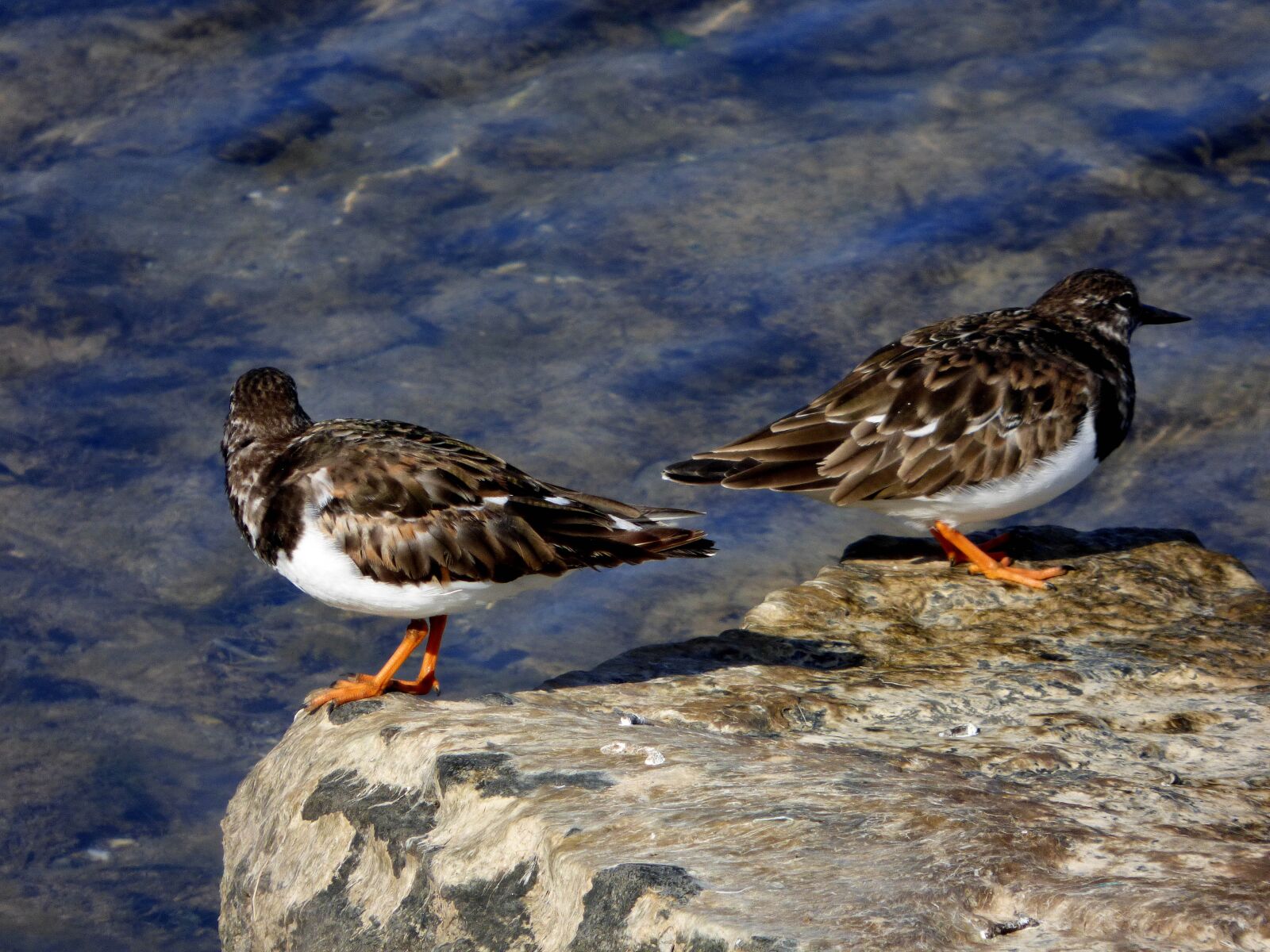 Panasonic DMC-FZ72 sample photo. Turnstone, bird, animal photography