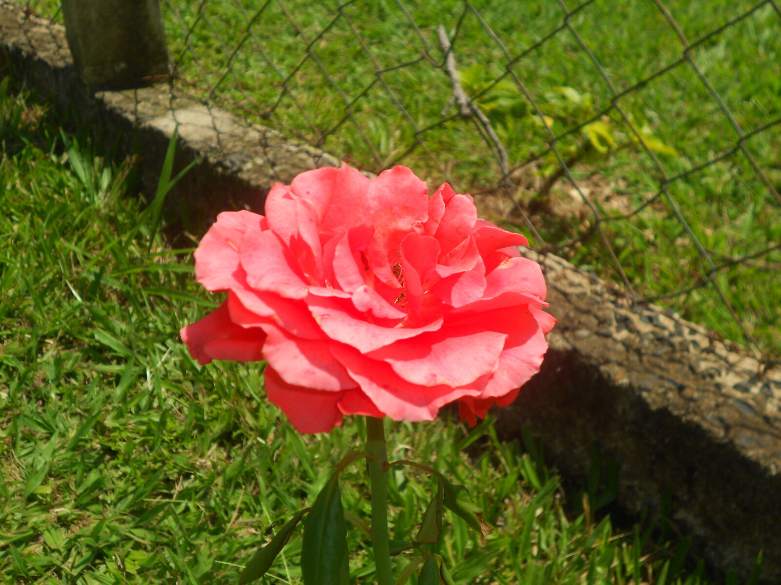 Nikon COOLPIX S2600 sample photo