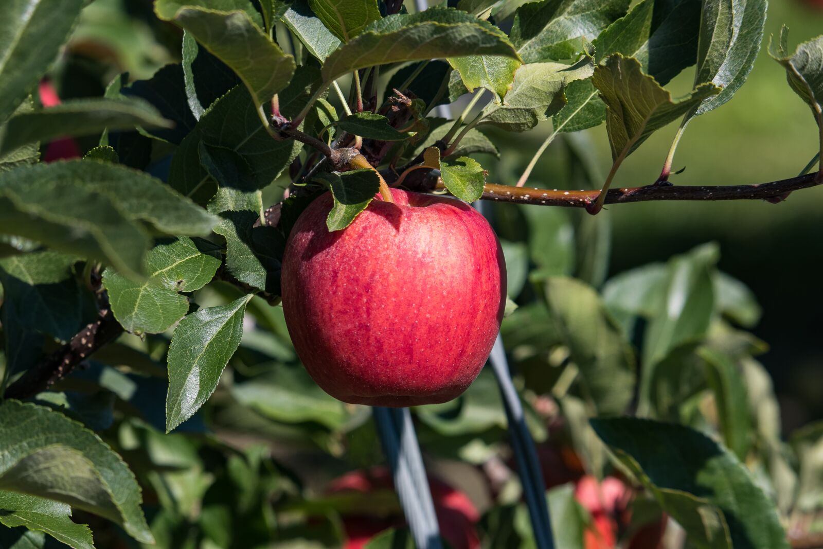 Canon EF-S 55-250mm F4-5.6 IS STM sample photo. Apple, fruit, fruit tree photography