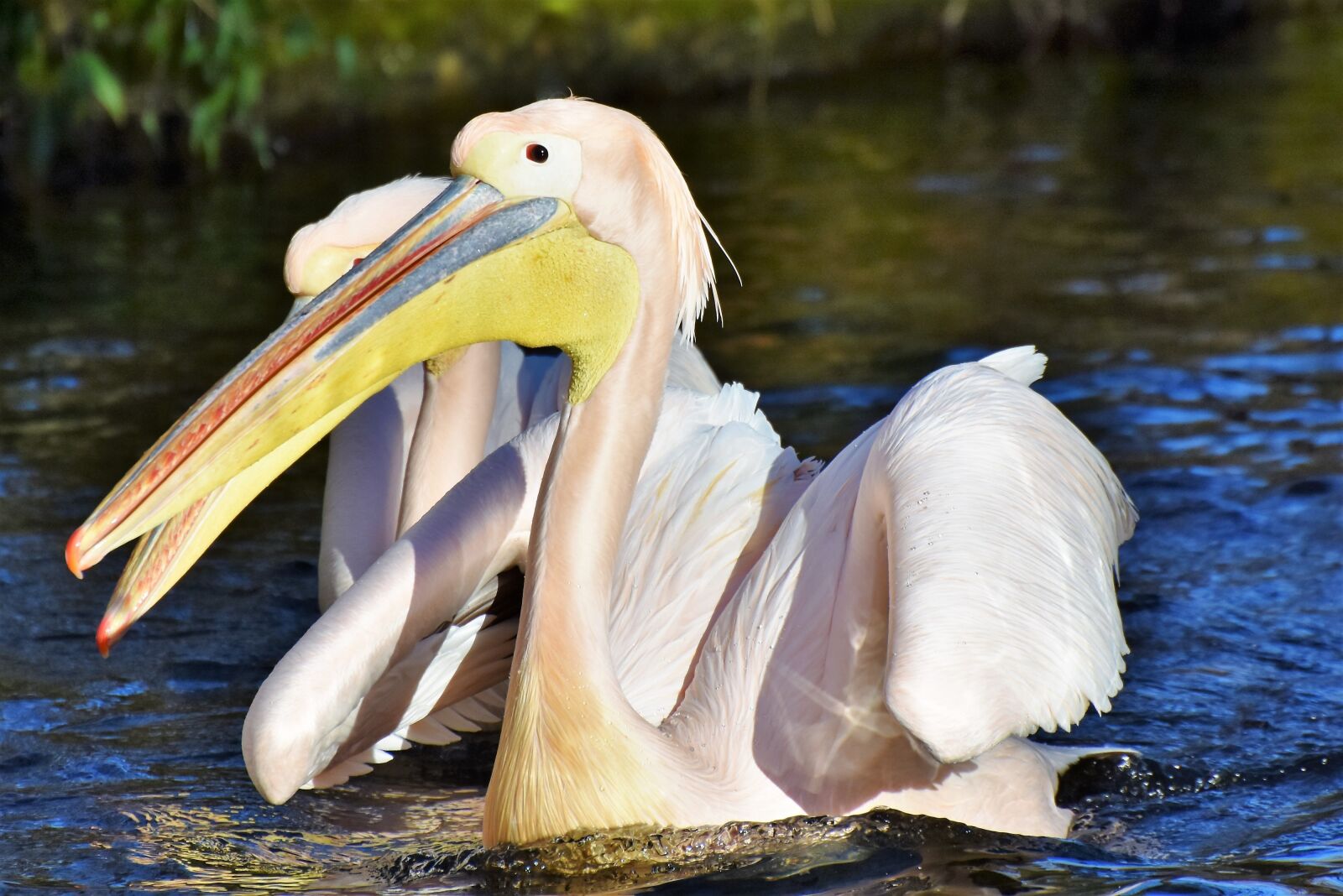 Nikon D7200 sample photo. Pelikan, water bird, pink photography