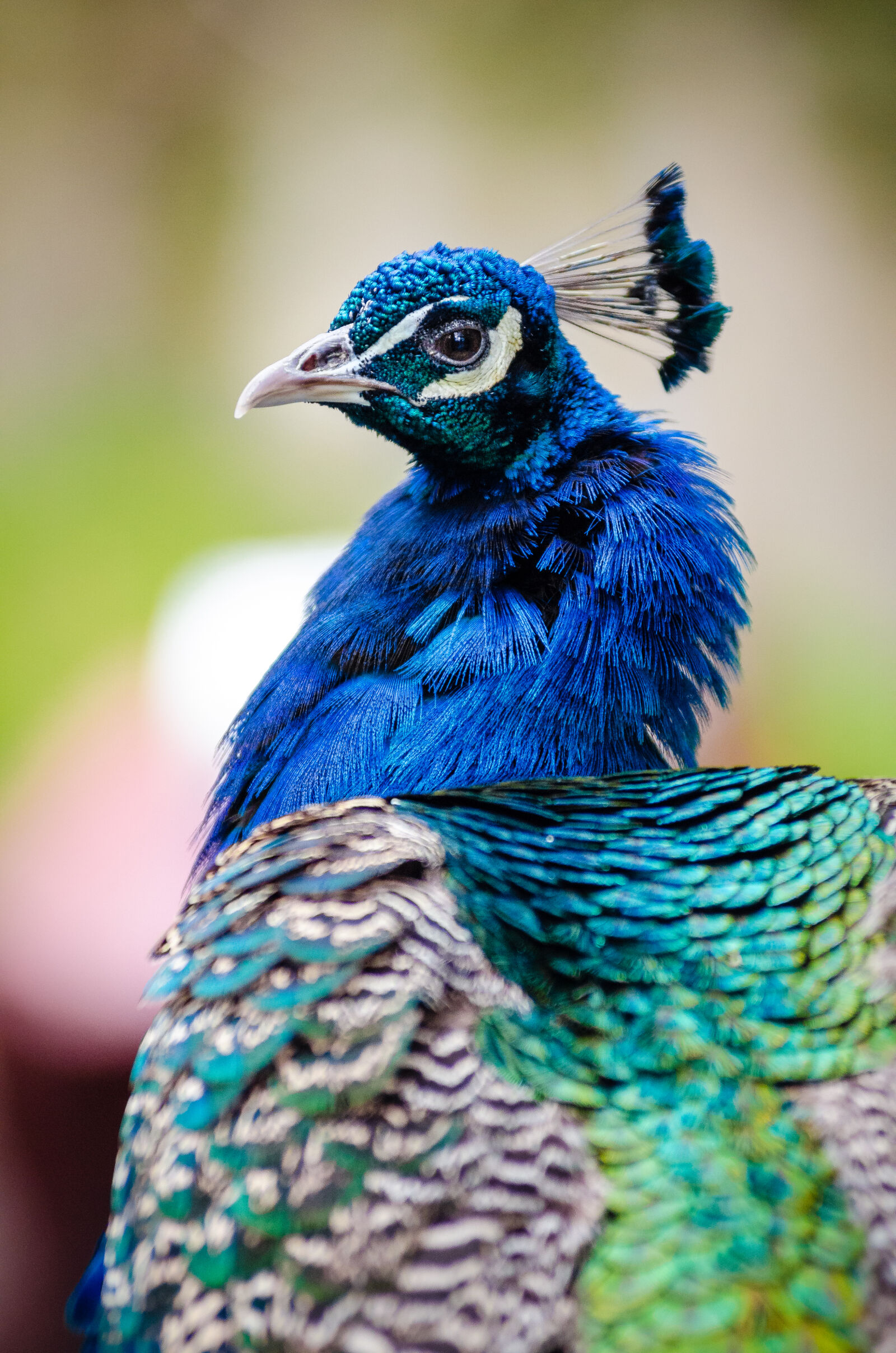 AF Zoom-Nikkor 80-200mm f/2.8 ED sample photo
