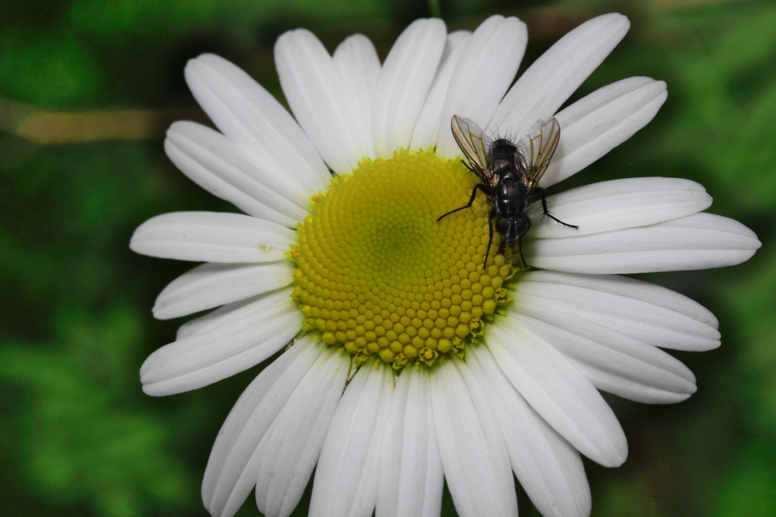 Nikon D7500 sample photo. Flower, margaret, fly insect photography