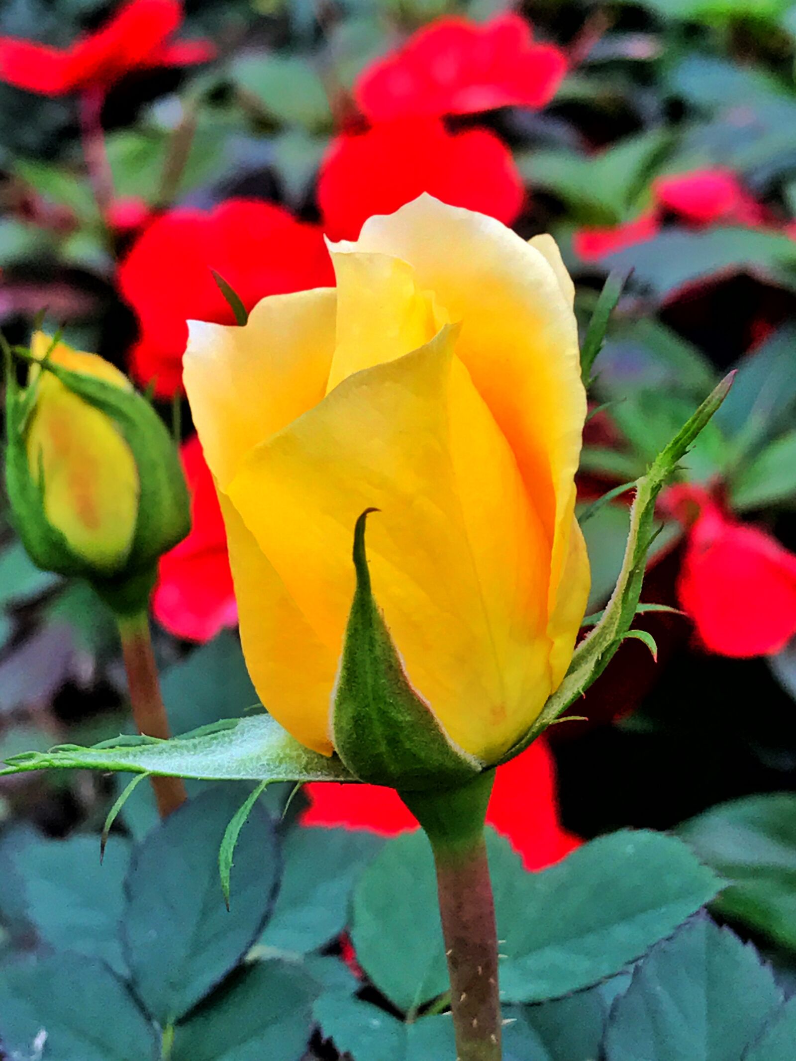 Apple iPhone 7 Plus sample photo. Flower, rose, yellow photography