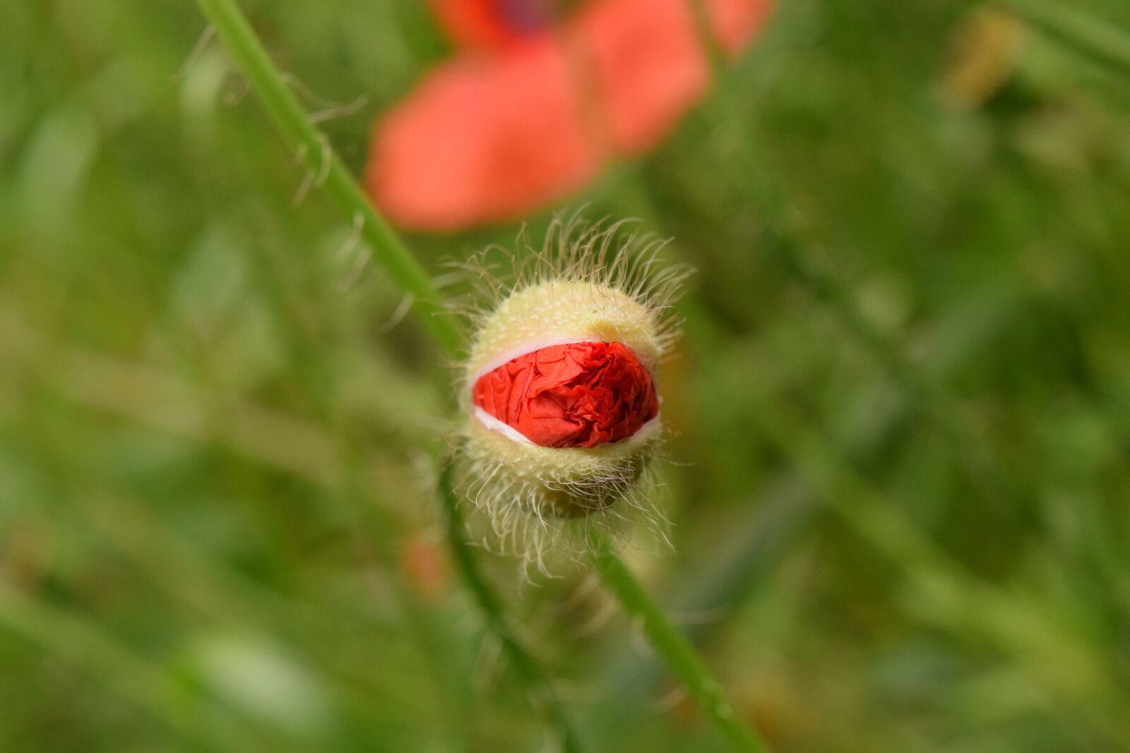 Nikon D3300 sample photo. Poppy, bud, poppy bud photography