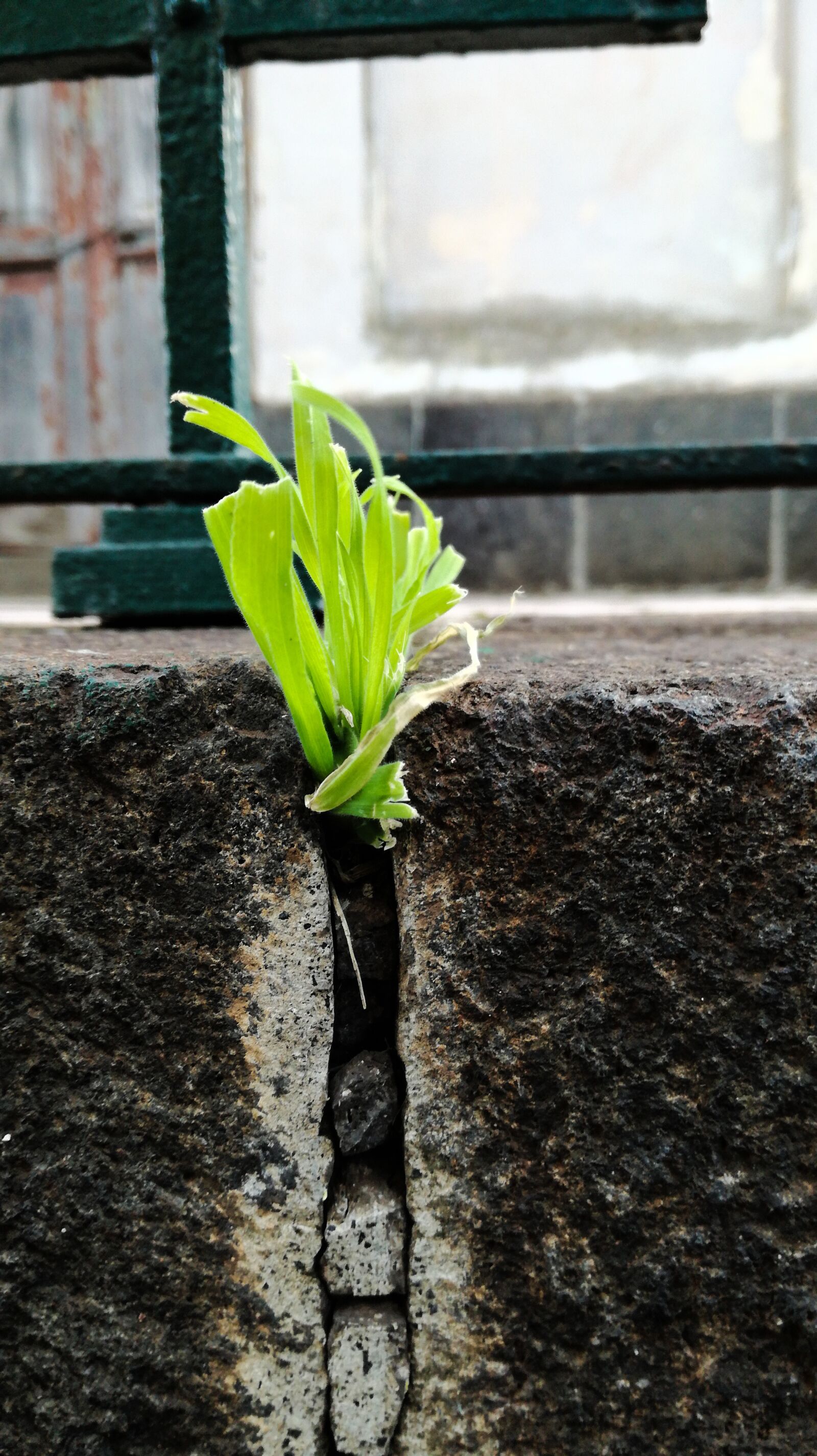 HUAWEI P9 LITE sample photo. Soil, plant, leaf photography