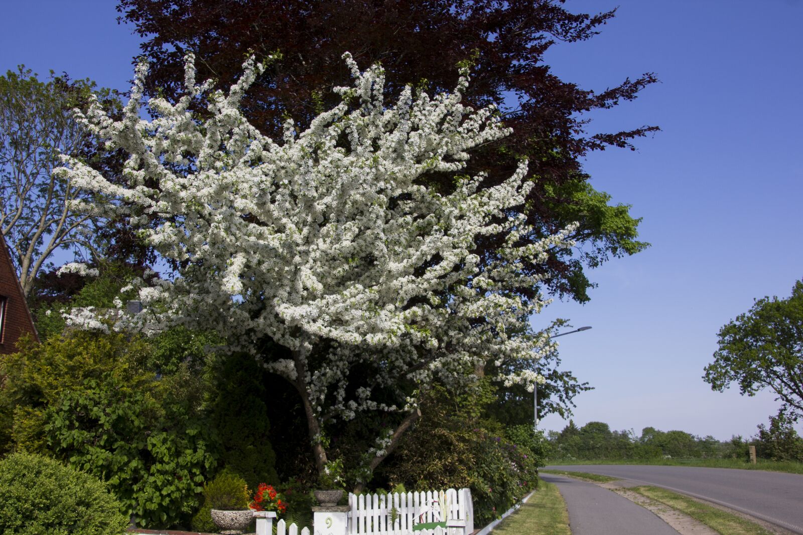 Canon EOS 60D sample photo. Tree, fruit, garden photography