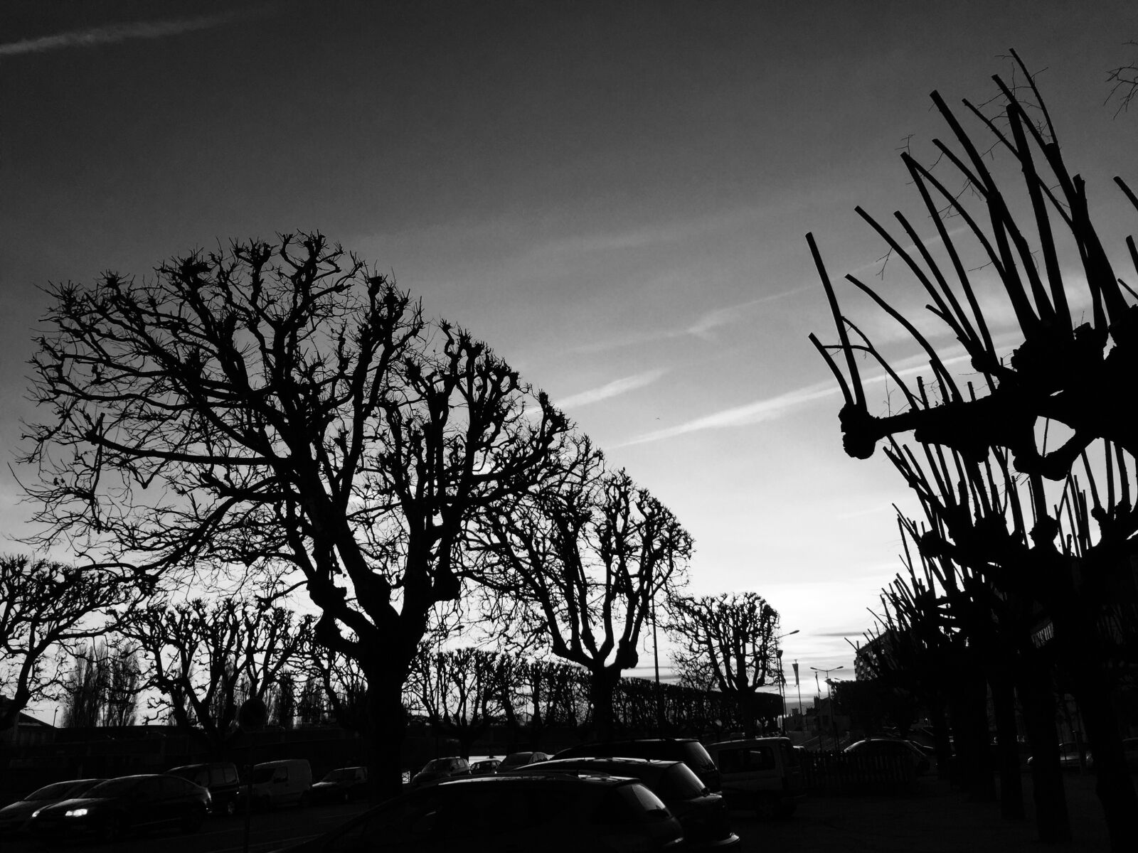 Apple iPhone 6 sample photo. Backlighting, tree, mood photography