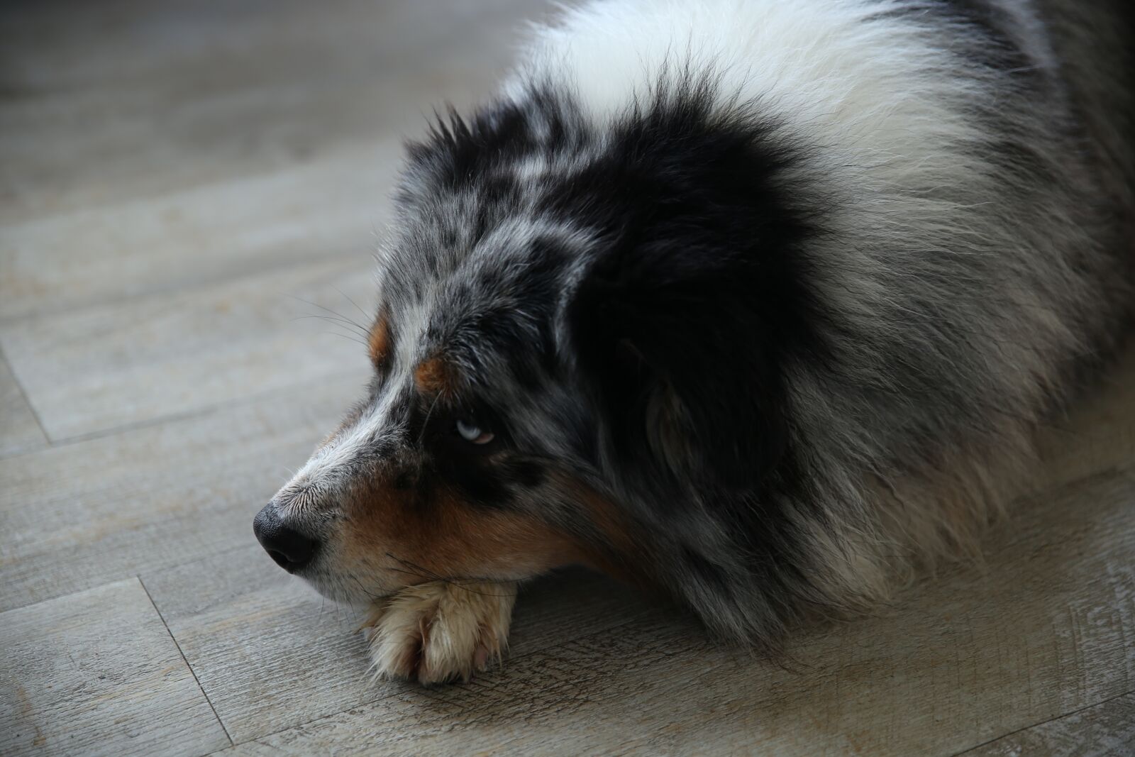 Canon EOS 6D sample photo. Australian shepherd, dog profile photography