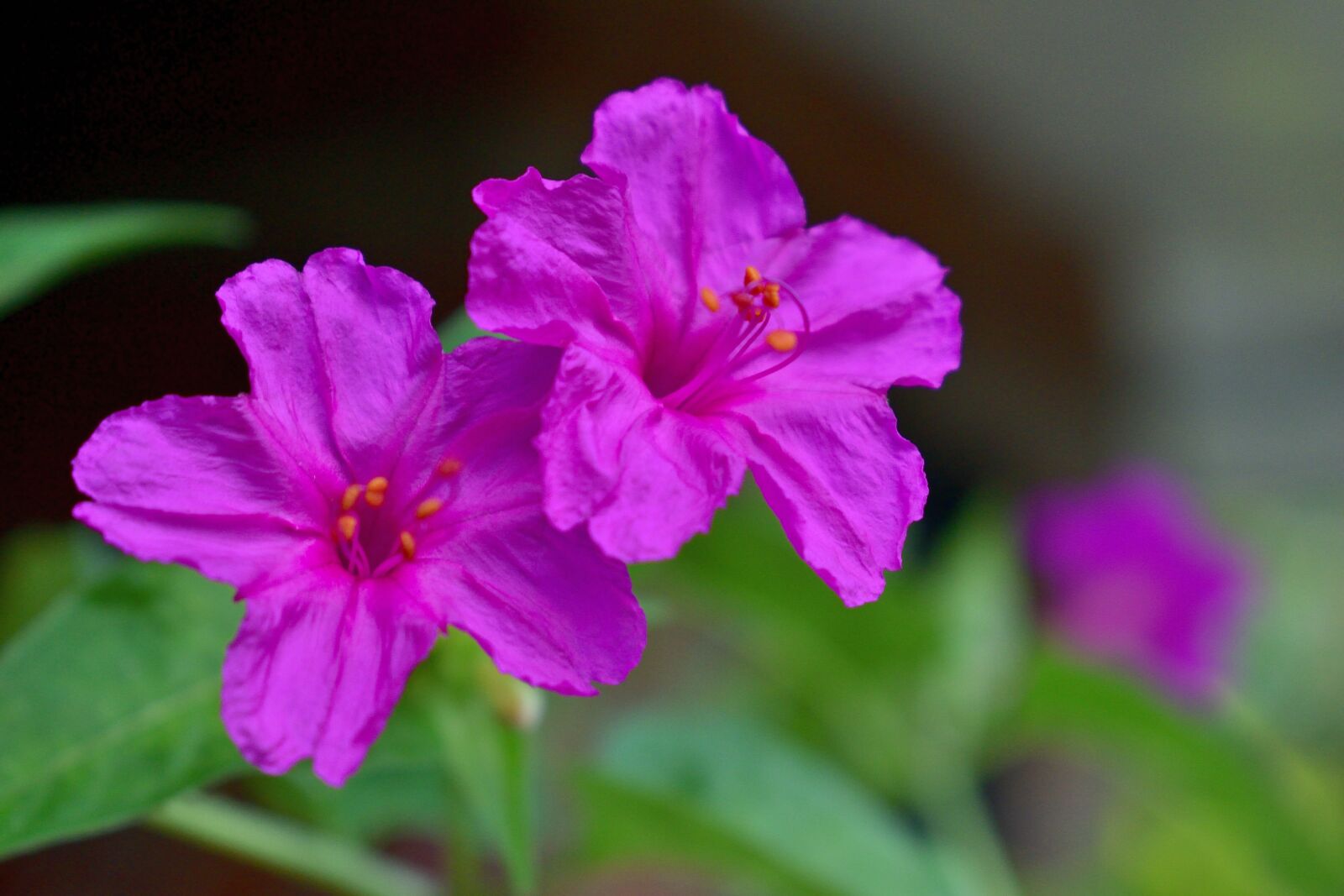 Nikon D5300 sample photo. Flowers, nature, petals photography