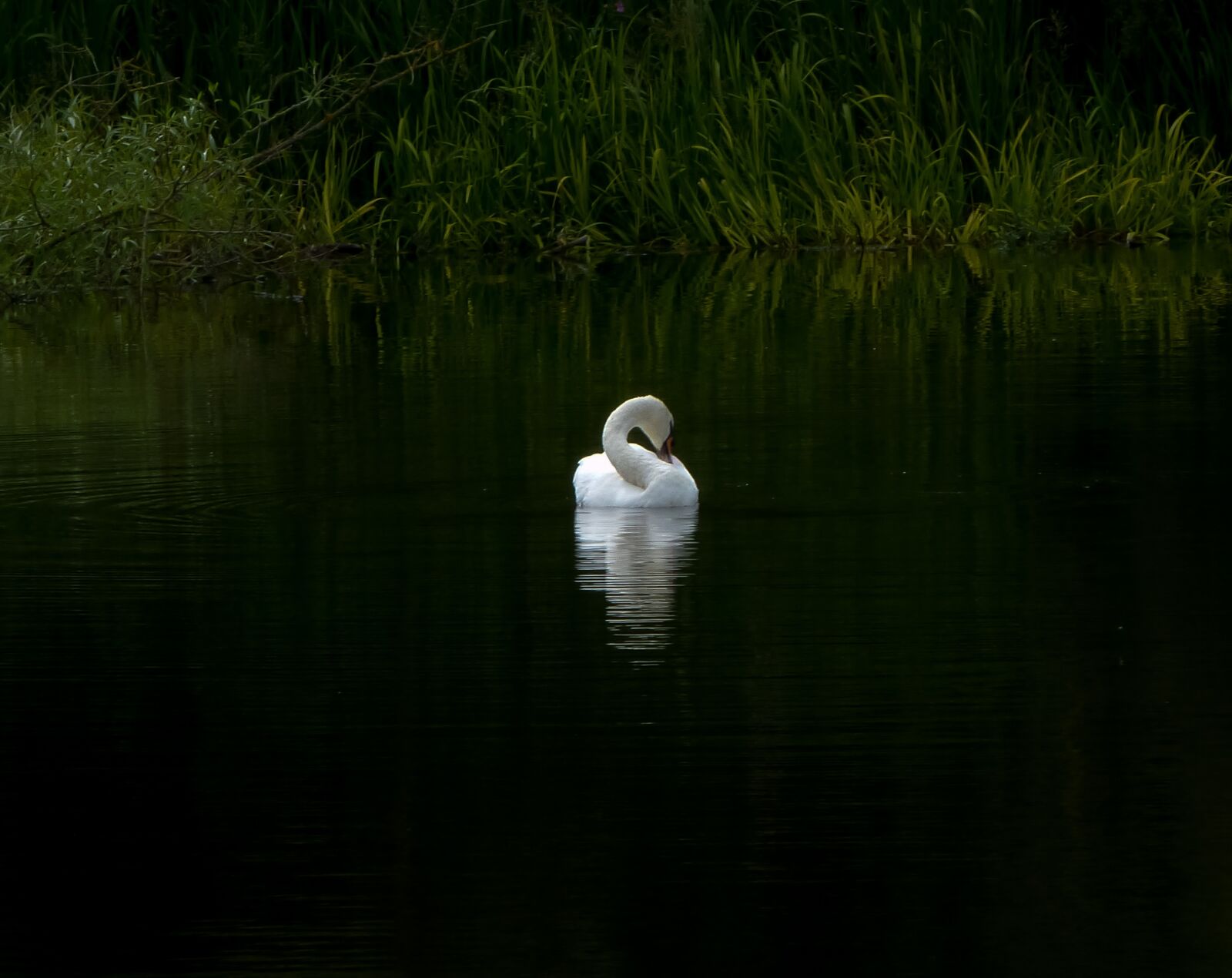 Panasonic Lumix DMC-FZ40 (Lumix DMC-FZ45) sample photo. Swan, still, water photography