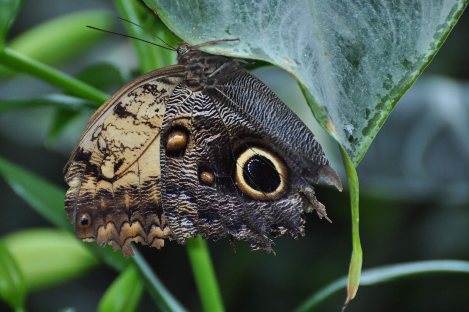 Nikon D90 sample photo. Insect, butterfly, nature photography