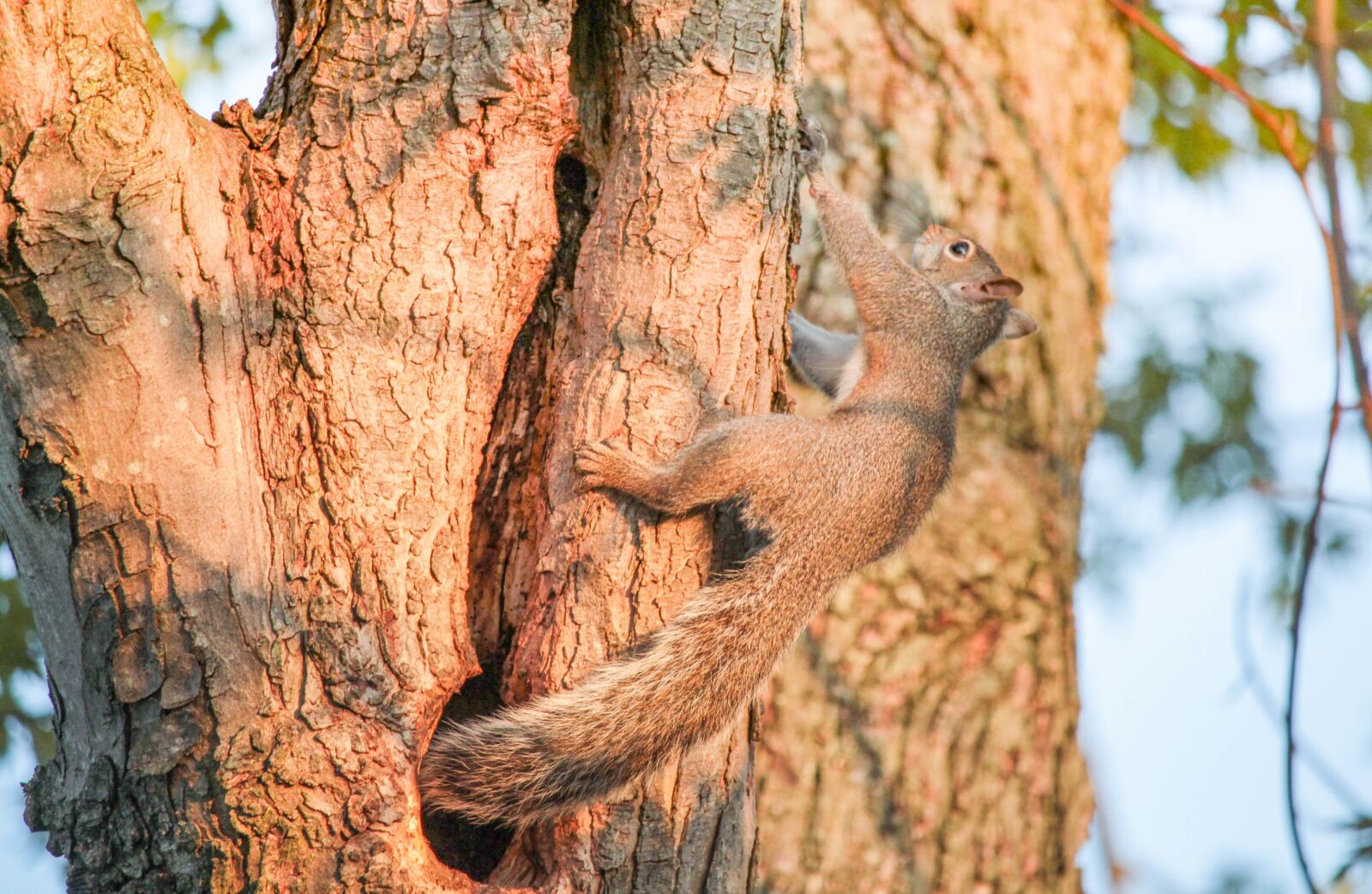 Canon EOS 700D (EOS Rebel T5i / EOS Kiss X7i) sample photo. Tree, nature, wood photography