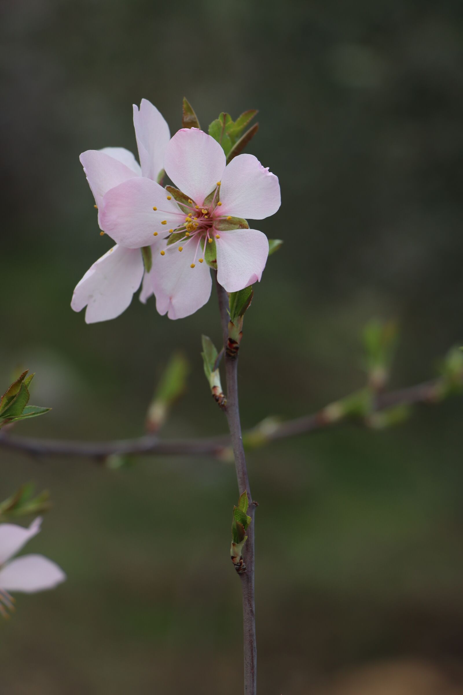 Canon EF-S 18-135mm F3.5-5.6 IS USM sample photo. Spring, almond blossom, nature photography