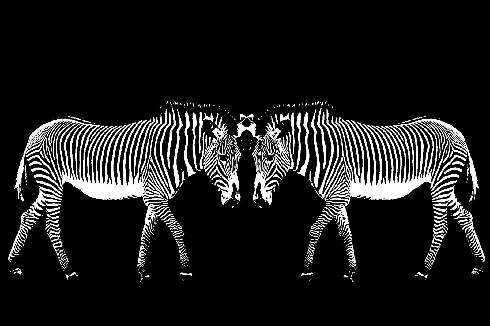 Canon EOS 50D + Canon EF 24-105mm F4L IS USM sample photo. Berlin, zoo, zebra photography