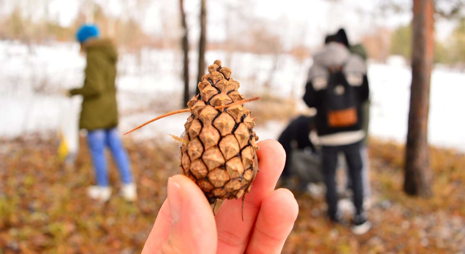 Nikon D3200 sample photo. Pine cone, nature, spruce photography