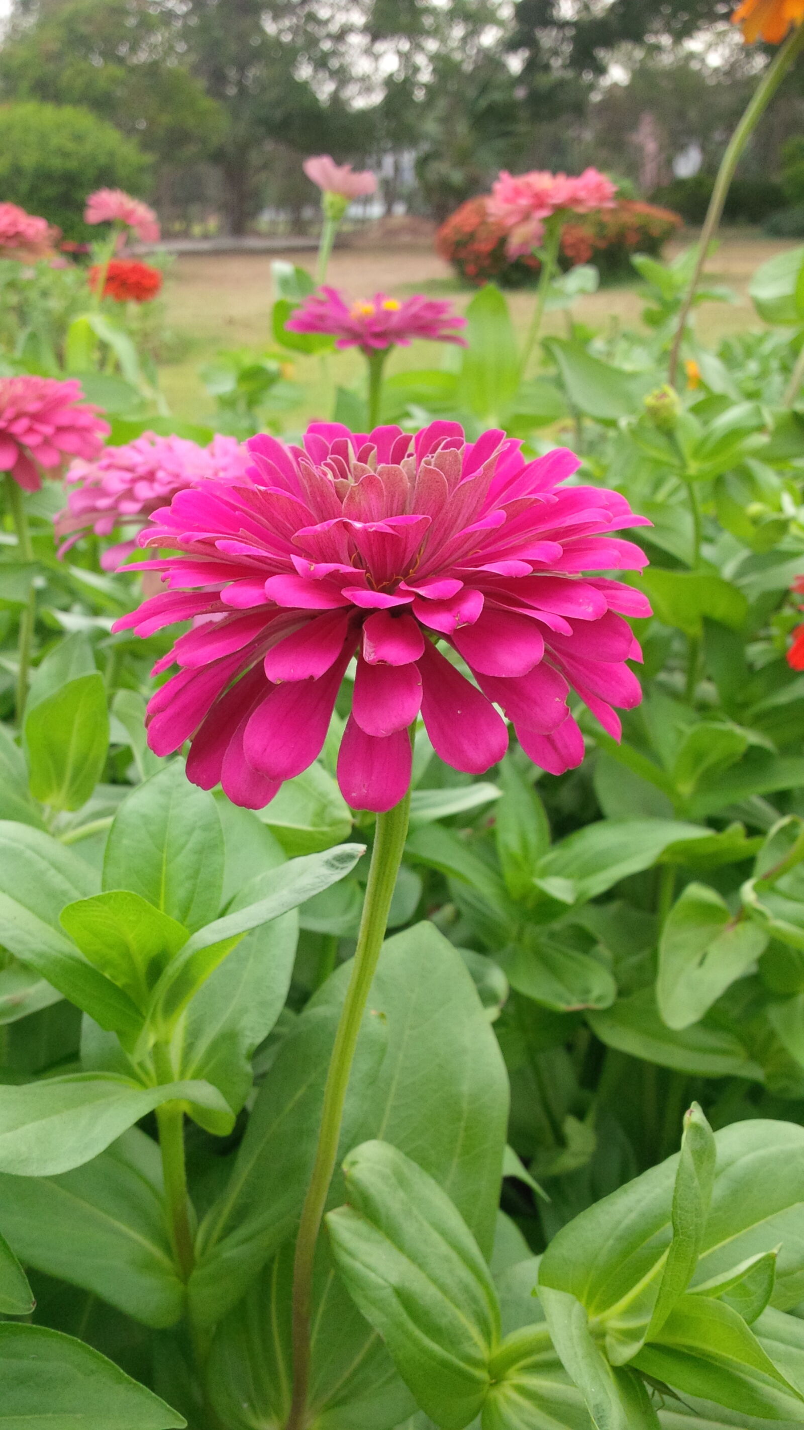 BlackBerry Z10 sample photo. Beautiful, flowers photography
