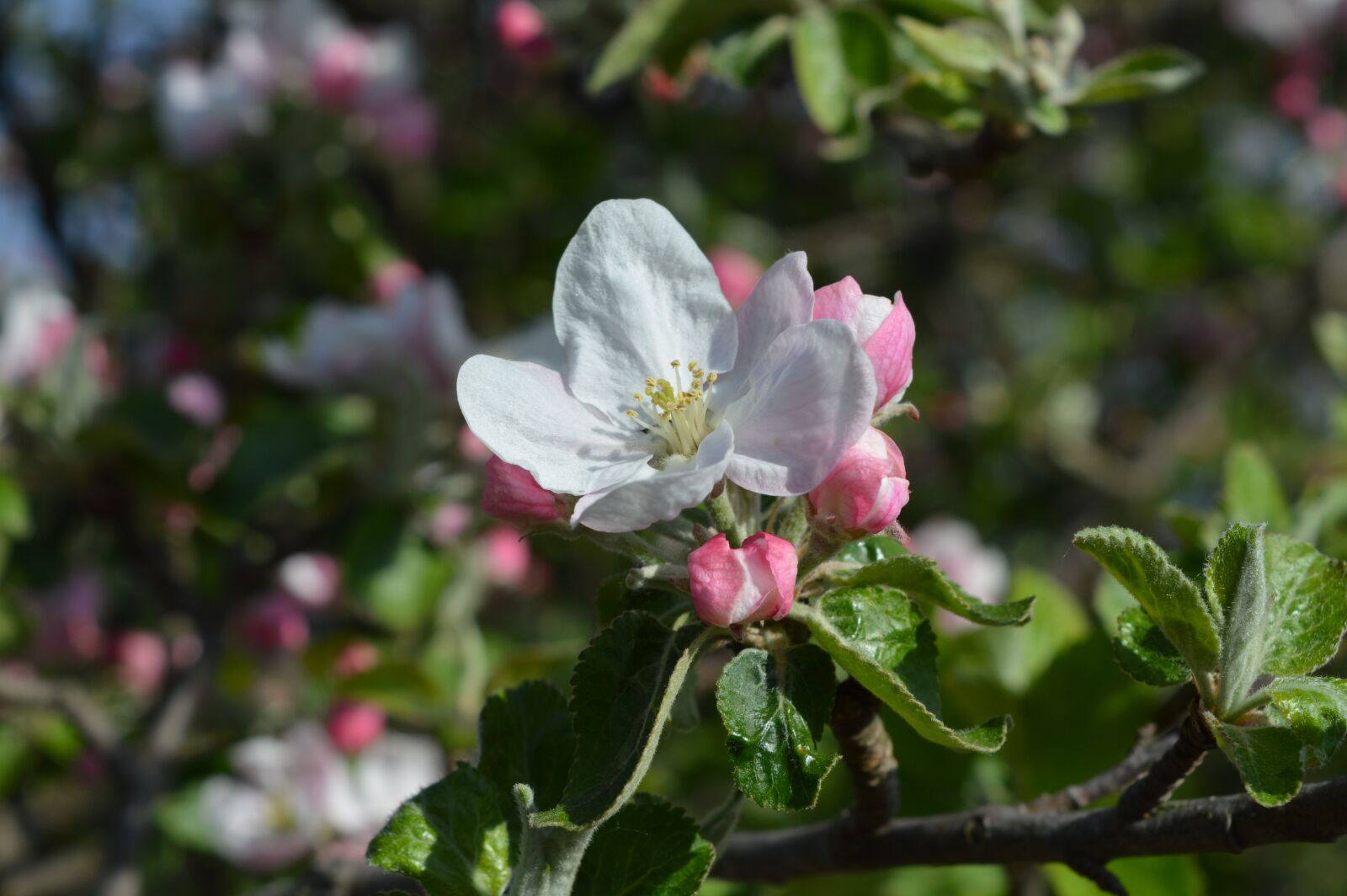 Nikon D3200 sample photo. Spring, flower, apple tree photography