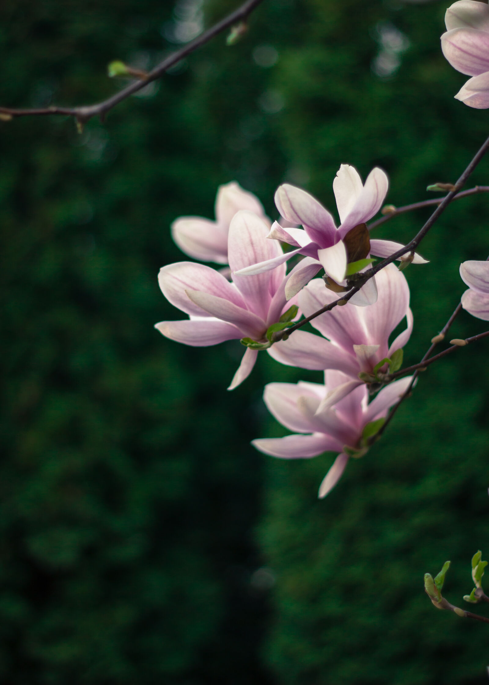 Canon EOS 550D (EOS Rebel T2i / EOS Kiss X4) + Canon EF 50mm F1.8 II sample photo. Flower, green, magnolia, nature photography