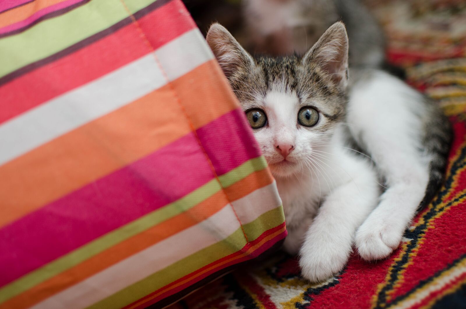 Nikon D7000 sample photo. Cat, kitten, domestic cat photography